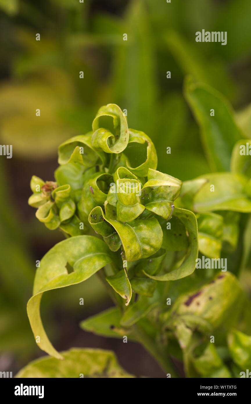 Feuille de plante malade Banque de photographies et d’images à haute — free download