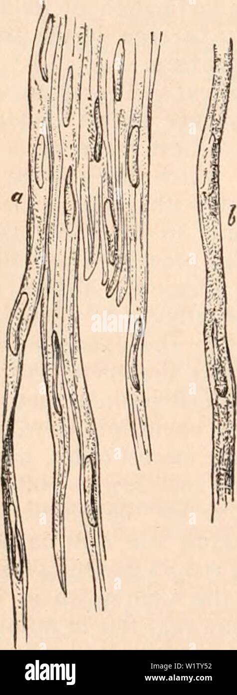 Image d'archive à partir de la page 527 de la cyclopaedia d'anatomie et de Banque D'Images