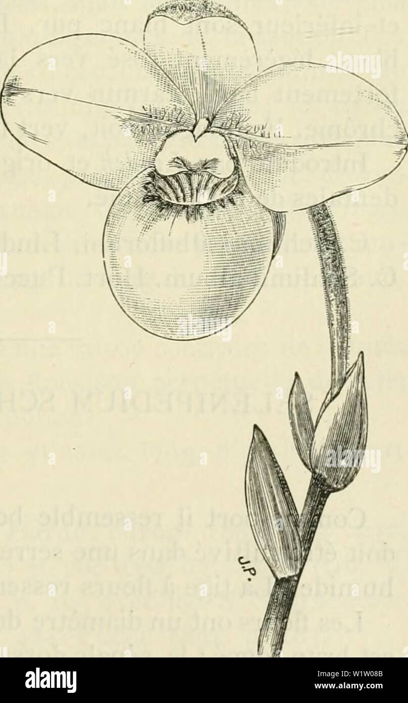 Image d'archive à partir de la page 536 de Cypripedium, Selenipedium & Uropedium Monographie. Cypripedium, Selenipedium & Uropedium. Monographie comprenant la description de toutes les espÃ¨variÃtÃs ces, et hybrides inexistants jusqu'Ã ce jour cypripediumselen00desb Année : Selenipedium â 531 - Staminode presque carrÃ poilu, Ã l'intÃrieur. Feuillage comme celui du S. Sedenn. Il a ÃtÃ dÃdiÃ Ã M. Wihon Sannders. Ch. Saundersianum. Hort. Marshall. Rchb. f. Gardn. Chr. XXVI. i886. p. 654. Veitch Manuel d'instructions, etc. p. 105, S. Saun- dersianum. Pucci. i8gi. p. 180. SELENIPEDIUM SCHLIMII. Rchb. f. IVouvelle Grenade. DÃcouve Banque D'Images