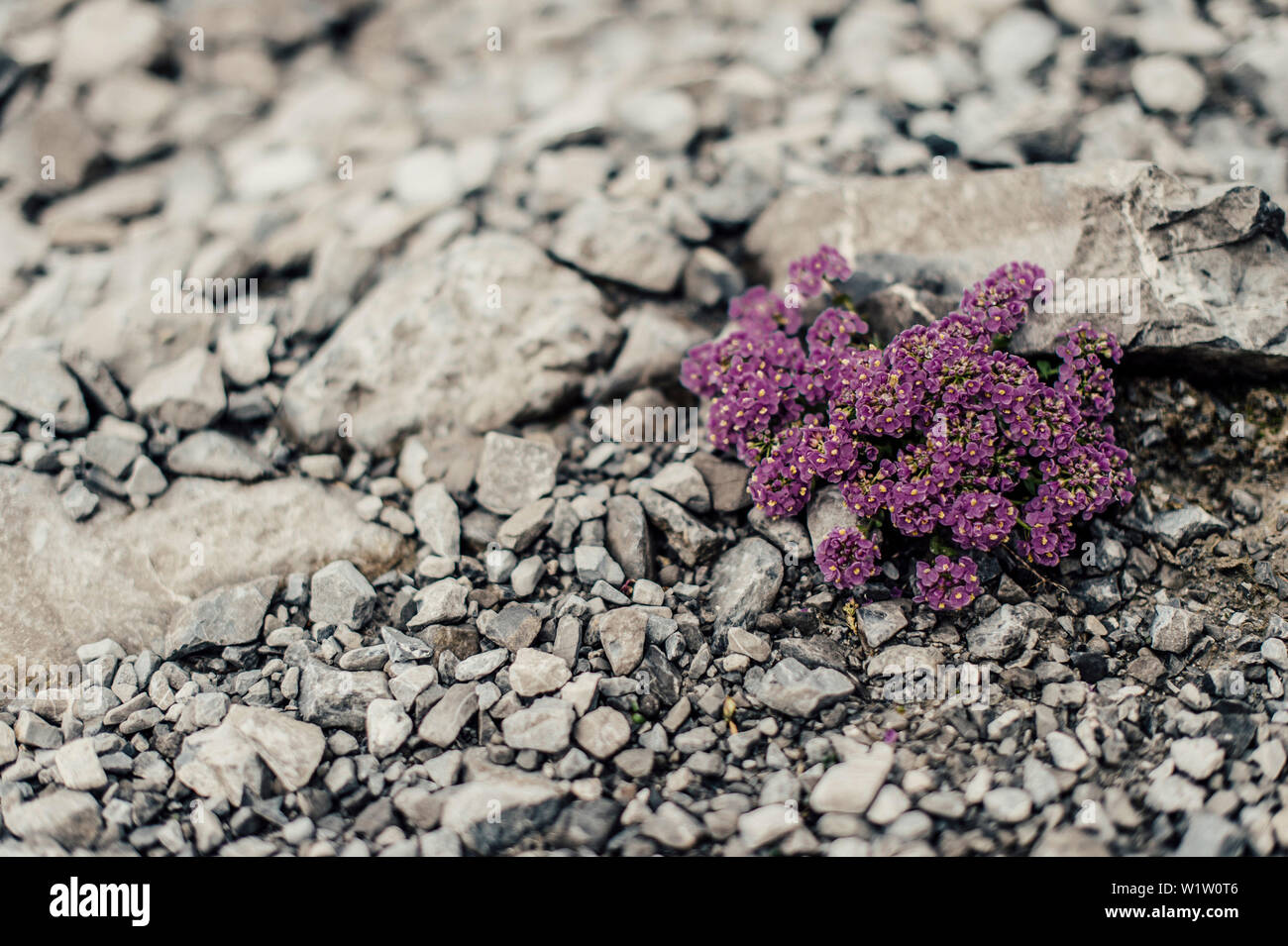 Fleurs violettes autour de Brandnertal, Lünersee dans le Vorarlberg, Autriche, europe. Banque D'Images