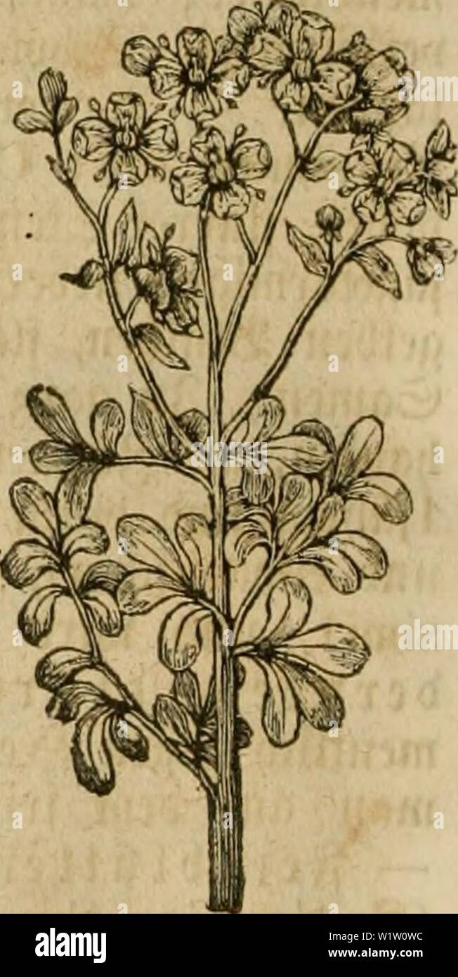 Image d'archive à partir de la page 541 de Das grosse illustrirte Kräuter-Buch . Das grosse illustrirte Kräuter-Buch : eine ausführliche Beschreibung aller Pflanzen, mit une Augabe genauer Gebrauchs, Nutzens und ihrer dans Arzneikunde dasgrosseillustr Wirkung der00muel Année : 1860 tattfB 482 0(eve - auU" fttUf 9(6ccrc (Empetrum), attuttfl amiüc fautenöclDä(bcr 9JC ; 2t)i)ober ciuftg ictel)ig ; 3tt)citi(er) ; 3 Md md3 : = ccf 3 unb tumcnt ättcv ;)(3 taiitccfdfc teuotcu ; irud)auf flci[d;j9cm tcinvclpolftcr ftrapcjc •,, 6-9tt)ci(inc TiaxU Oftcmfcrnigc SSccrcn- ; 6. - Strien : d)la vqar5e 9i, Ali) Iffcnfr : ctt, Tt oo tttnf cl Banque D'Images