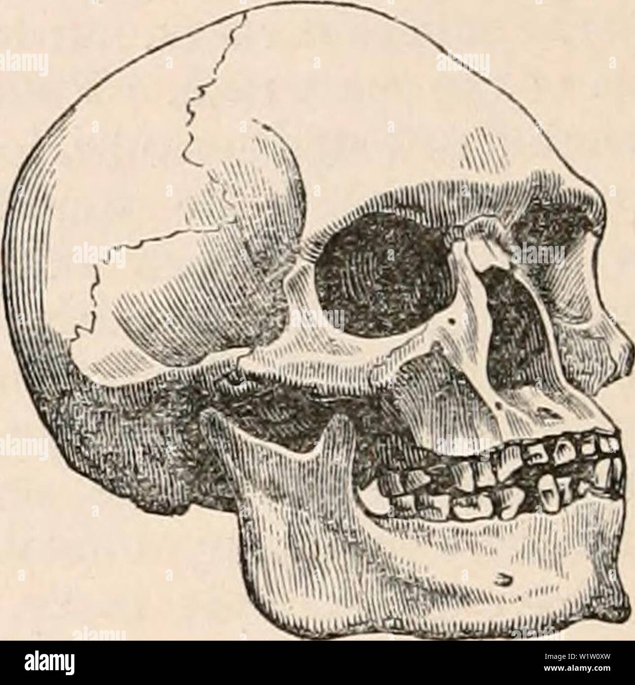 Image d'archive à partir de la page 541 de la cyclopaedia de l'anatomie et. La cyclopaedia de l'anatomie et physiologie0402cyclopdiaofana todd Année : 1849 crâne d'Australien autochtone. (À partir d'un spécimen dans le Musée du Collège royal des chirurgiens du Canada.) qu'à celle déjà décrite (fig. 808.) ; et dans le crâne de la tahitien (Jig. 825), avec environ la même quantité du prognathisme, fig. 825. Banque D'Images