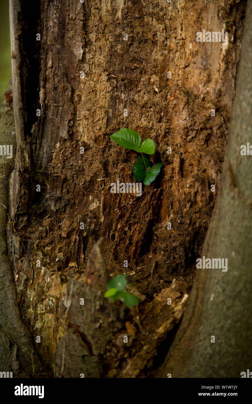 Close-up de feuilles de hêtre fraîchement cultivés (Fagus sylvatica) dans une vieille souche d'arbre dans Förster Parc National, le lac Edersee, Hesse, Allemagne, Banque D'Images