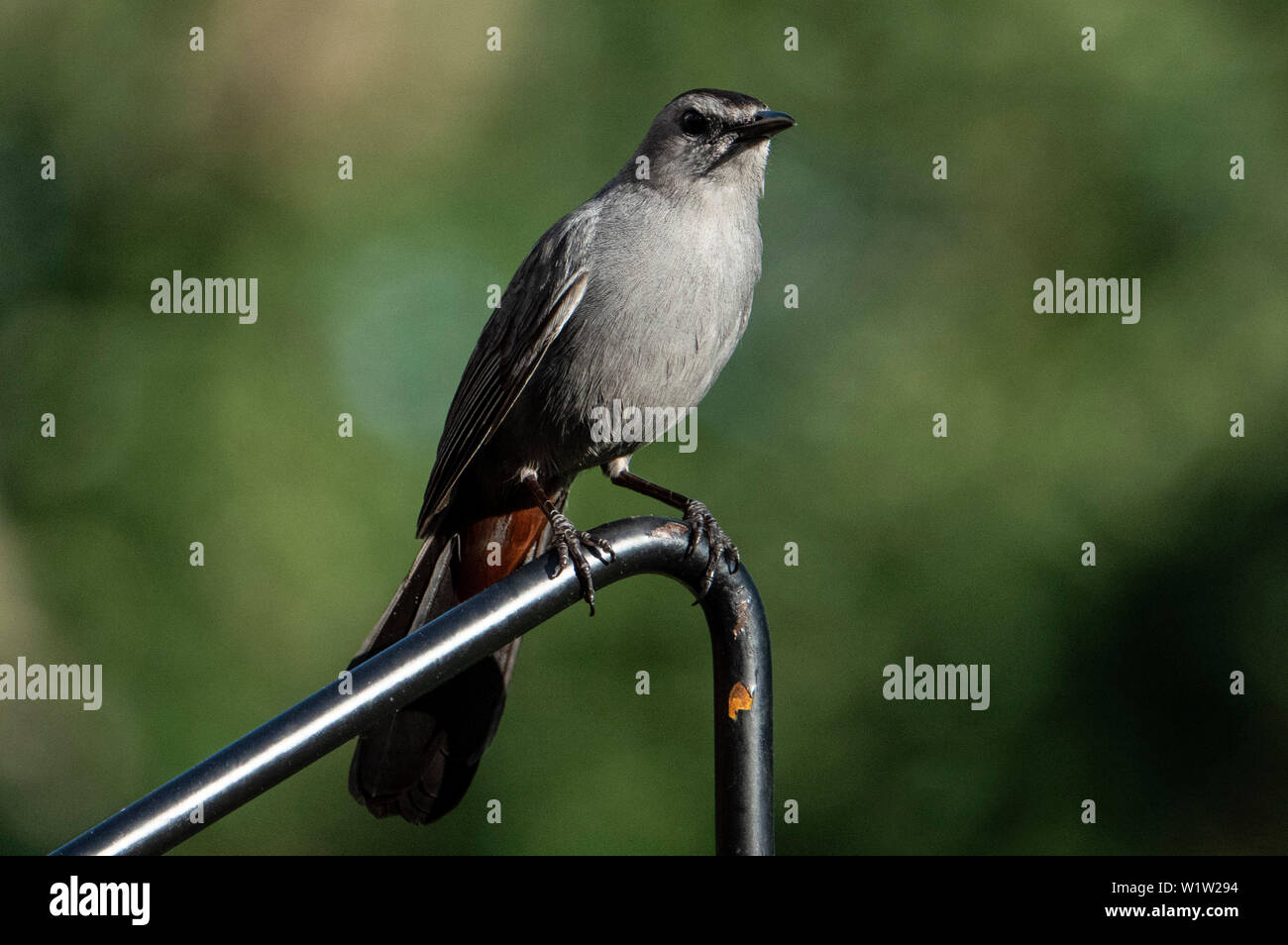 Dans l'après-midi d'oiseaux Banque D'Images