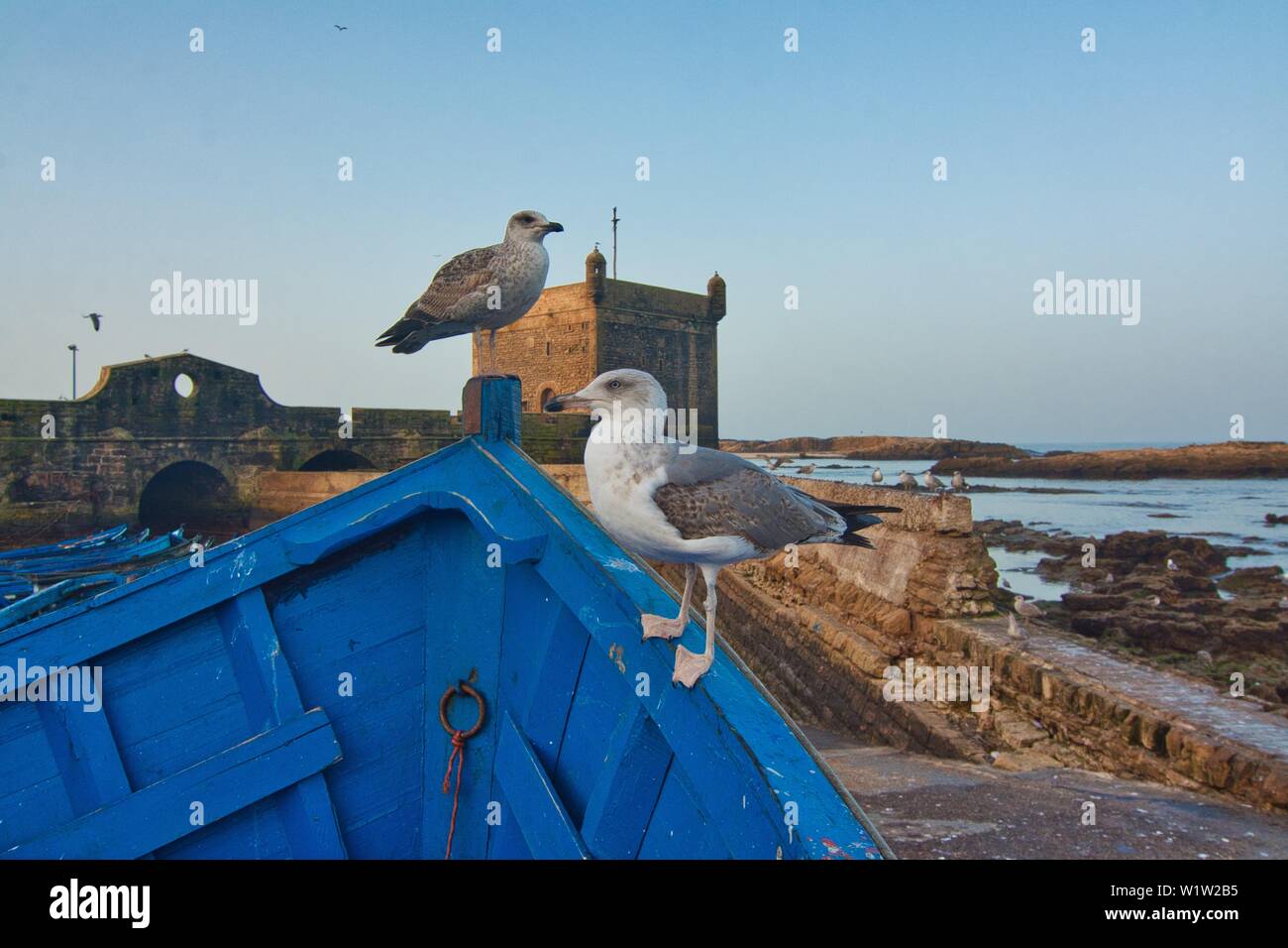 Deux mouettes au port à Essaouira, Maroc Banque D'Images