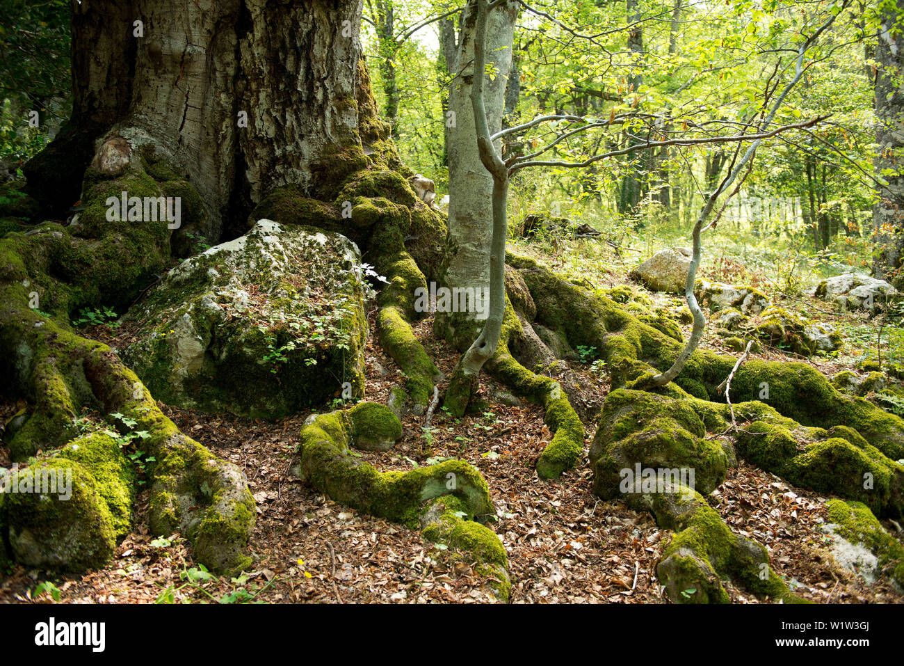 Les forêts de hêtre une ancienne arbres près de l'ermitage de Eremo di Antonio St. Banque D'Images
