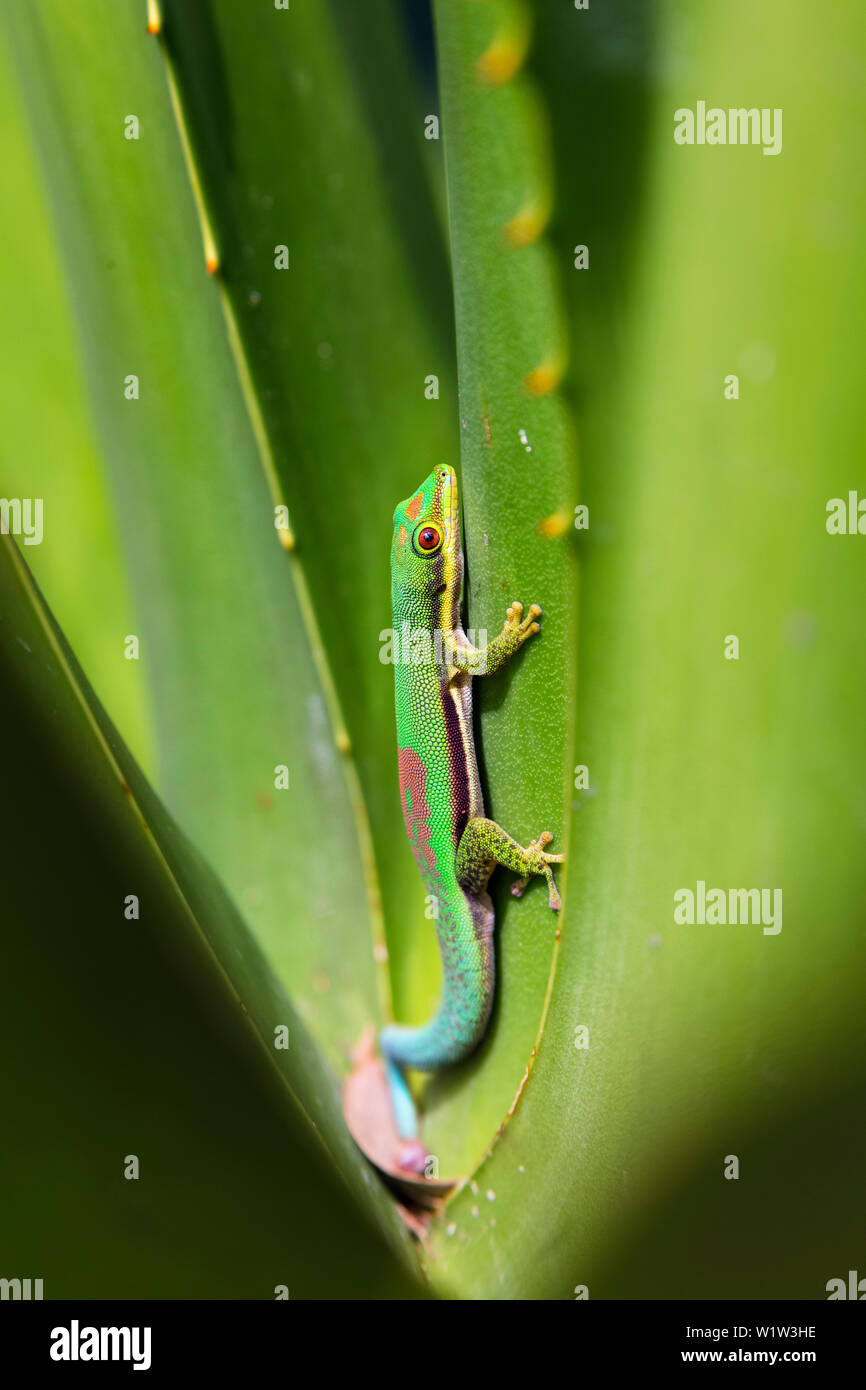 Jour bordée, Gecko Phelsuma lineata bifasciata, Canal de Pangalanes, Madagascar, Afrique de l'Est Banque D'Images