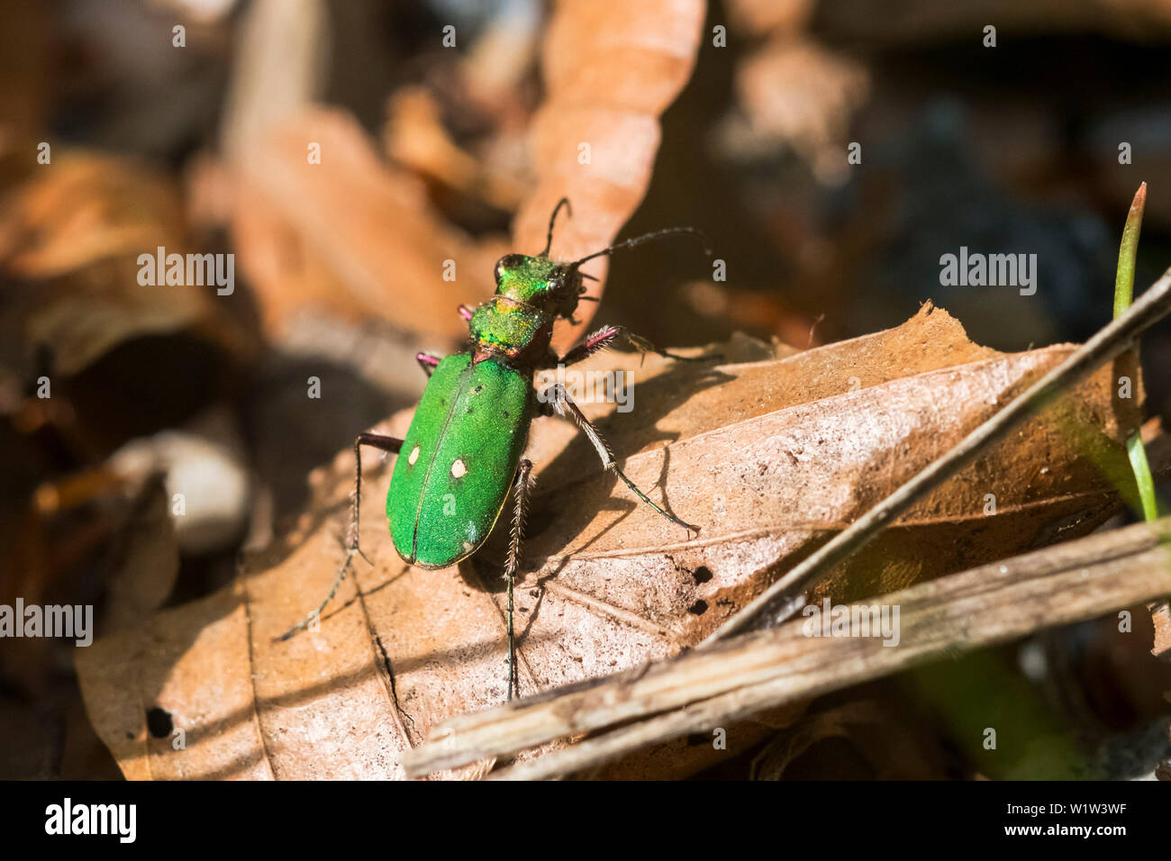 Green Tiger Beetle, Cicindela campestris, Bavaria, Germany, Europe Banque D'Images