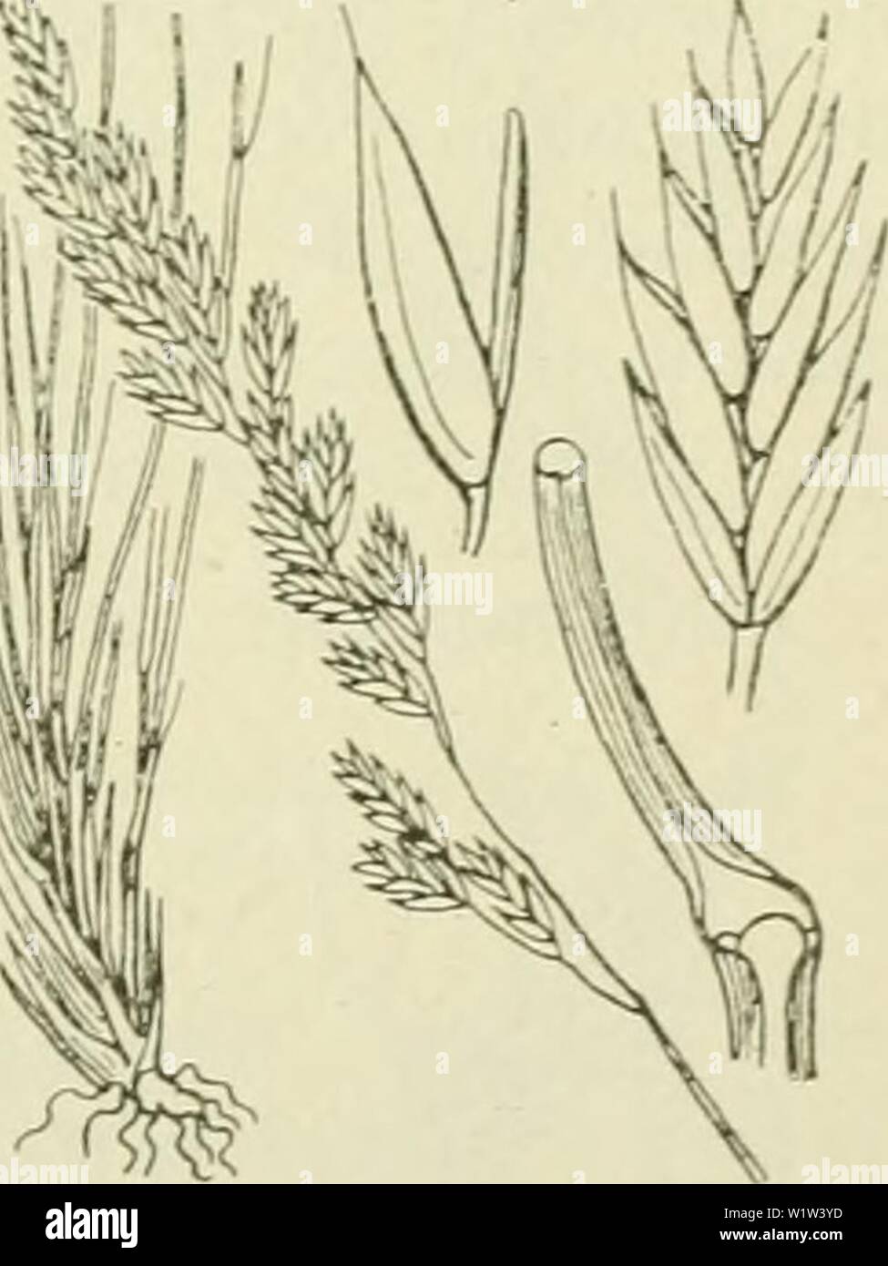 Image d'archive à partir de la page 564 de De flora van Nederland (1909-11). De flora van Nederland defloravannederl01heuk Année : 1909-11. FAMILIE 18. GRAMINAE. - 523 middennerf loopende rand, ziir verschillend lengte van het', 1990-1993 1.,-2, lang niM ' .-•'- maal zoo lang Als het bovenste, -:r 2 nl Als het zoo lang er voor. kroonkafje motorkapontgrendeling staande Kelkkafje motorkapontgrendeling Het meest-nervig est 3. Kroonkafje motorkapontgrendeling Het est de 3-4 mM lang, langwerpig breedvliezig, gerand niet 5 onduidelijke stekelpuntig nerven, niet. De helm- knopjes zijn 1'4-2' ; ; mM lang. 4- 3-7 dM. Juni-Herfst. Dans den bloeitijd en gelijk Banque D'Images