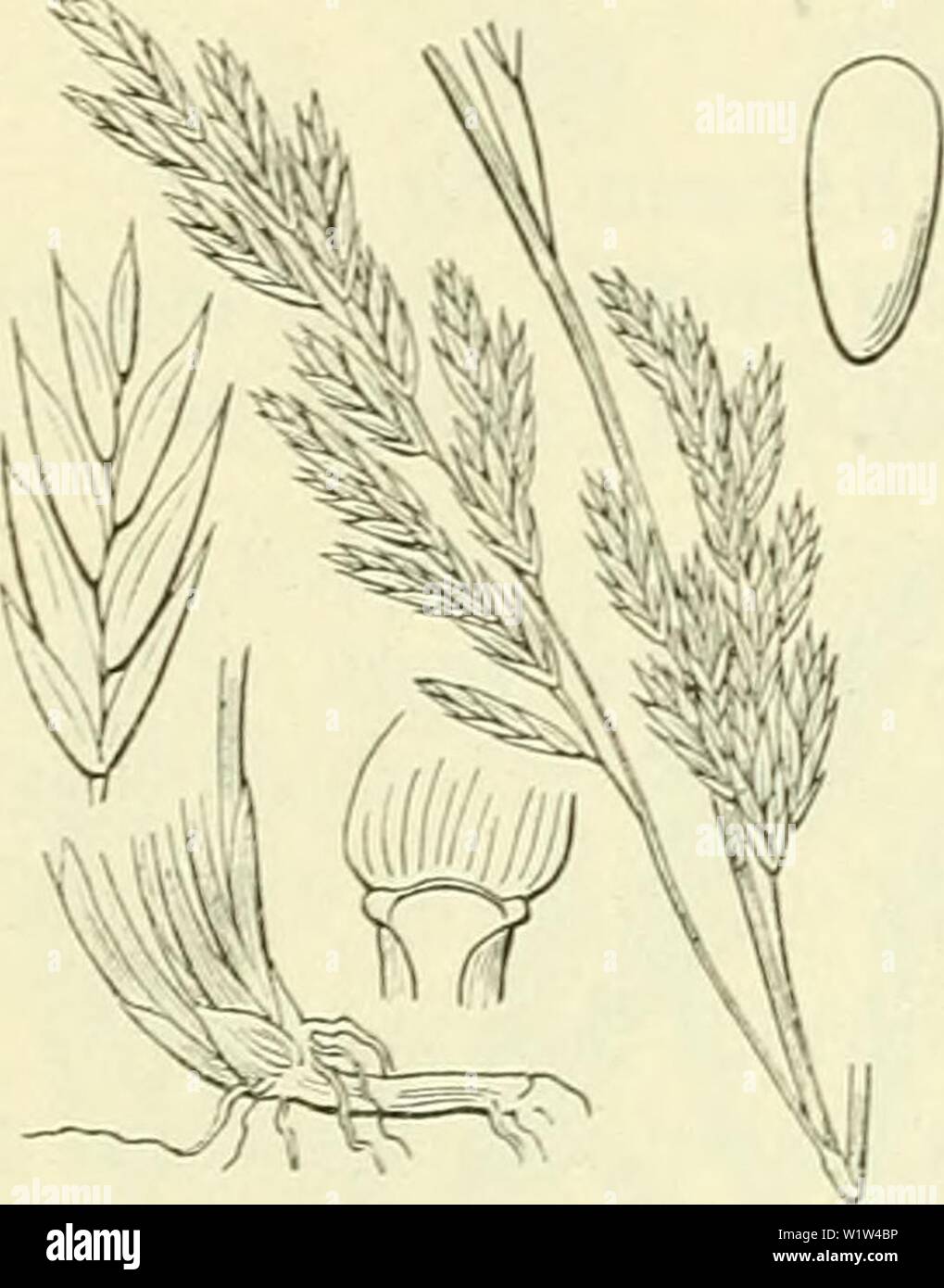 Image d'archive à partir de la page 567 de De flora van Nederland (1909-11). De flora van Nederland defloravannederl01heuk Année : 1909-11. 526 - GRAMINAE. - FAMILIE 18. evenals de takjes aan den voet, meest slechts een aartje. Meest alleen de 5tak der pluim met een takje aan den voet. Deze een soort vormt bastaard rencontré Lolium perenne. Hoe zij daarvan est te onderscheiden, zie bij dezen bastaard. Biologische bijzonderheid. De bloemen zijn, homogaam knopjes hoewel de helm- zich meest plupart openen, als de stempels al uitsteken. Zoowel zelfbestuiving- kruis heeft plaats en doet zaden vormen. Voorkom Banque D'Images