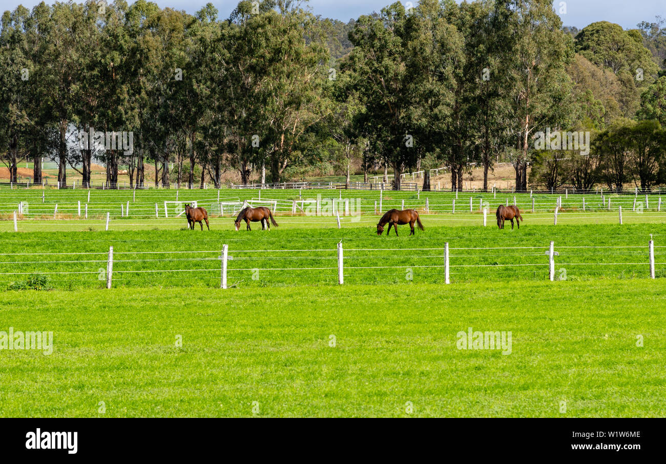 Des chevaux dans une ferme ou cheval haras dans les régions rurales de l'Australie Banque D'Images