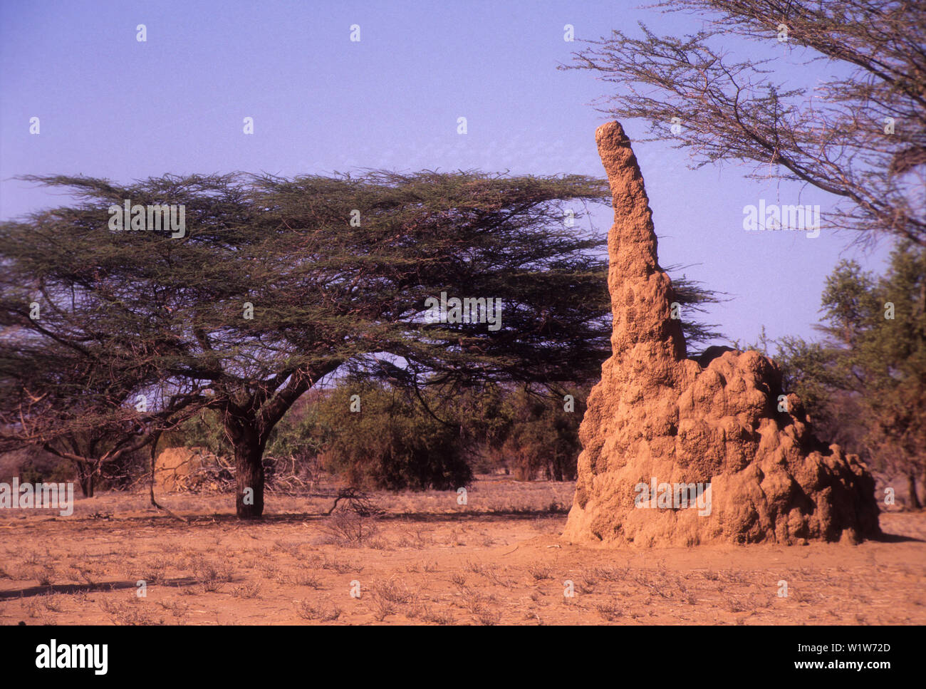 Fourmilière géante sur la façon d'Elyie Springs, Le Lac Turkana Banque D'Images