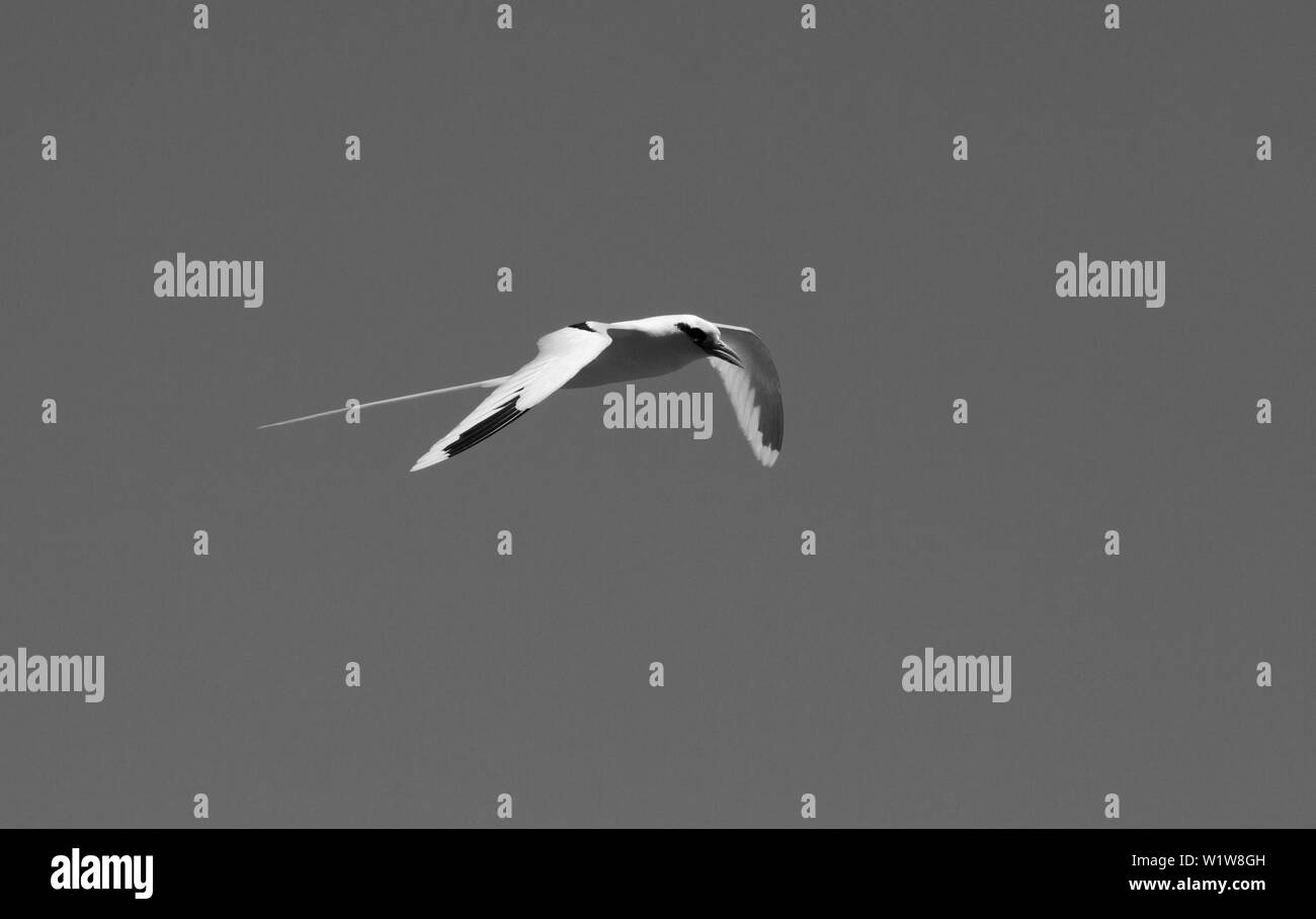 Phaéton à queue blanche en vol sur une journée ensoleillée dans le Pacifique deltaplane avec sa longue queue derrière streaming Banque D'Images