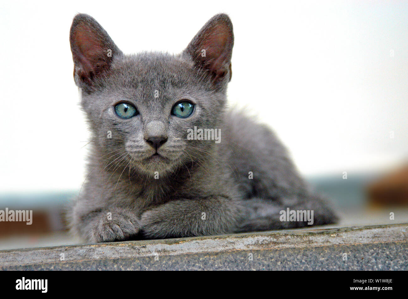 Cute Kitten avec fourrure gris et les yeux bleus, assis et à la recherche de l'appareil photo (Chiot Cat) Banque D'Images