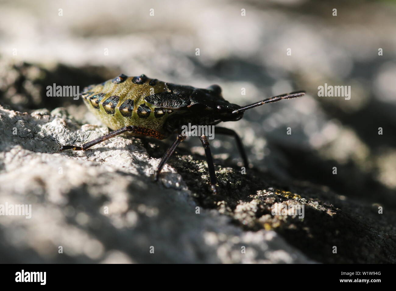 Un dernier stade nymphe de Pentatoma rufipes, autrement connu comme la forêt Bug ou Red-legged Shieldbug. Banque D'Images