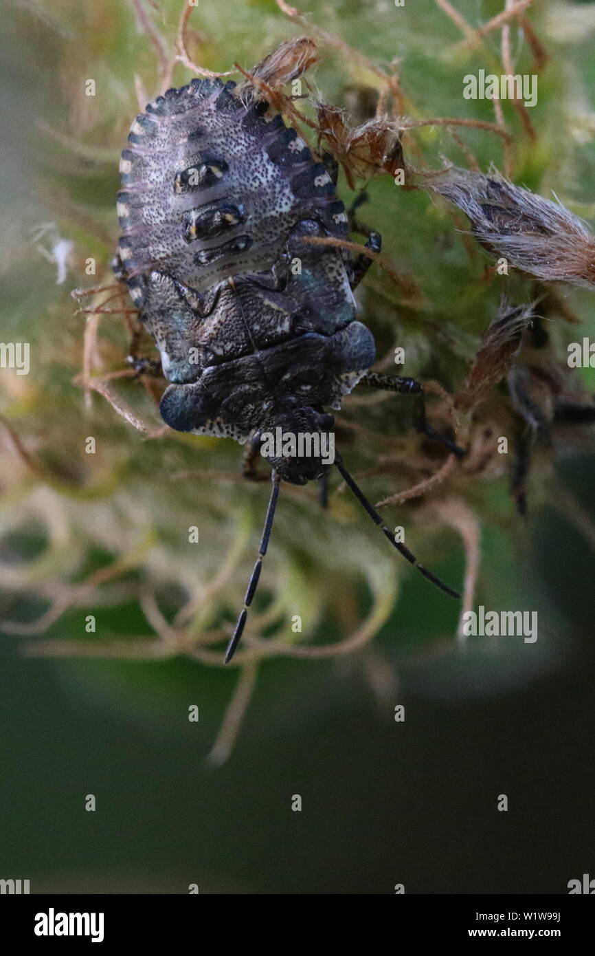 Un dernier stade nymphe de Pentatoma rufipes, autrement connu comme la forêt Bug ou Red-legged Shieldbug. Banque D'Images