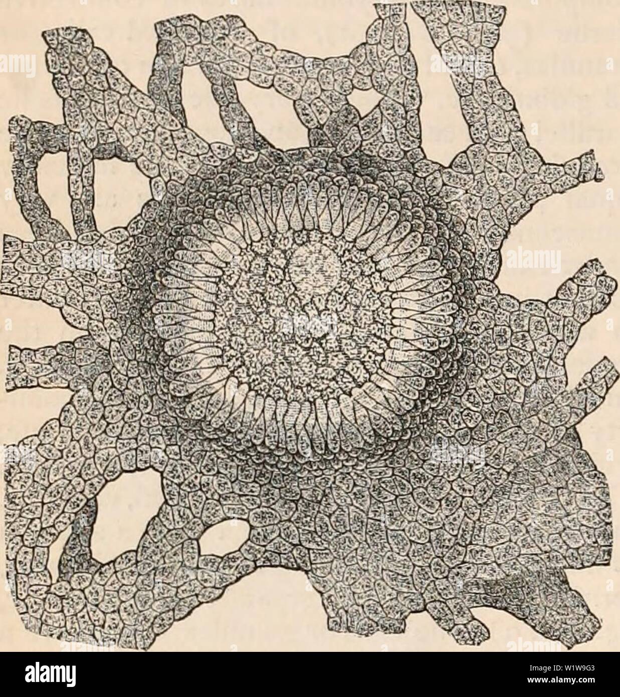 Image d'archive à partir de la page 627 de la cyclopaedia de l'anatomie et. La cyclopaedia de l'anatomie et physiologie cyclopdiaofana05todd Année : 1859 552 utérus et ses appendices. à partir de leur bureau à la suspension de l'ovule, et son maintien dans la bonne situation dans le follicule de Graaf. Que le retinacala, cependant, ne sont pas des structures d'essen- tielle est prouvée par le fait qu'ils voulaient dans un grand nombre de mammifères, ainsi que dans l'homme. Ils ont été observés principalement dans theRodentia et n, où leur forme et le numéro sont l'objet d'importantes varia- tion. Le subjoined La figure présente les o Banque D'Images