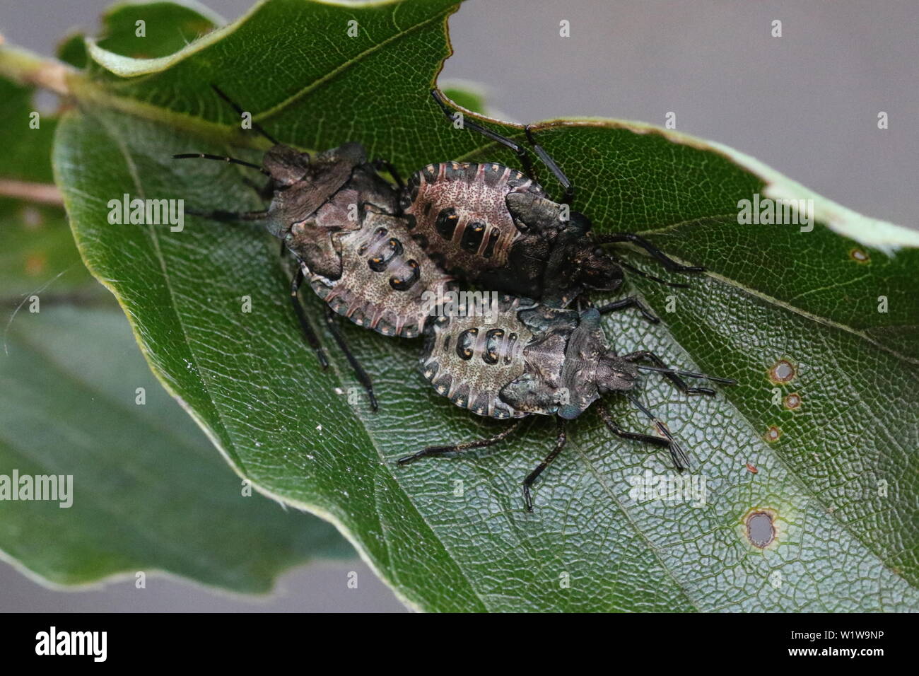 Dernier stade trois nymphes de Pentatoma rufipes, autrement connu comme la forêt Bug ou Red-legged Shieldbug. Banque D'Images