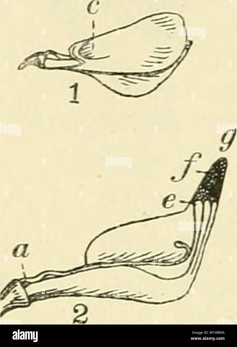 Image d'archive à partir de la page 677 de De flora van Nederland (1909-11). De flora van Nederland defloravannederl02heuk Année : 1909-11. 646 - PAPILIONACEAE. FAMILIE 78. Lotus corniculatus Fig. 788. 1 Bloem van ter zijde ge- zien, nadat de vlag verwij- derd est, 2 Bloem van de rechterzijde gezien, nadat het rechterzwaard est weg- genomen. Un toegang tot den plooiachtig uitsteeksel honig, c aan het zwaard, e de 5 buitenste knotsvormig verdikken- Zürich de helmdraden, ƒ stempel, e-g rencontré stuifmeel gevulde holle van den kegel van het kiel. vruchtbeginsel. De bloemkroon ouvre ses portes zich niet, doch als een gesl büjft Banque D'Images