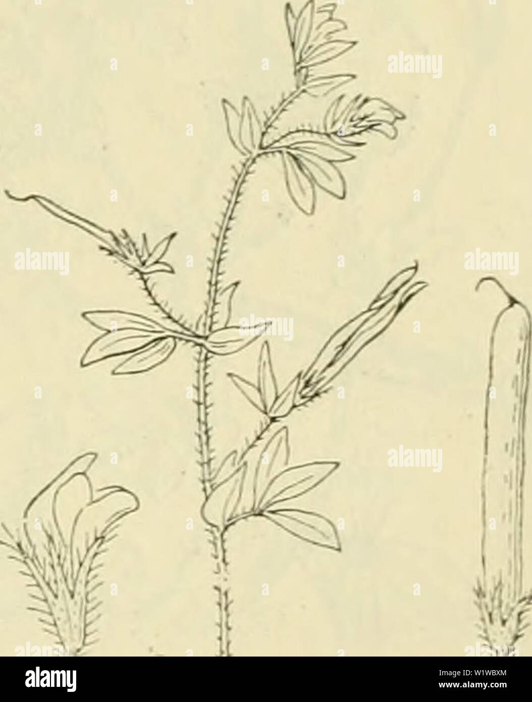 Image d'archive à partir de la page 678 de De flora van Nederland (1909-11). De flora van Nederland defloravannederl02heuk Année : 1909-11. FAMILIF. 78. - PAPILIONACEAE. 647 Tableau tot het determineer en der soorten van het jeslacht Lotus. A. Planten eenjarig, rencontré dunnen wortel. Les Peuls recht. LanKwerpig lancetvormijz blaadjes Bovenste-. Bloemen 1-2 op een acier. Kelktanden bloemkroon korter de dan. Cylindrisch Peul, 14-28, a rencontré lanji niM bij rijpheid cwonden spiraalvormig K'kleppen, 5-7 maal zoo lang als de kelk. Vlag niet langer dan de Kiel. . . . L. augasti9simu.s biz. 647. B. Planten overblijvend rencontré dikken Banque D'Images