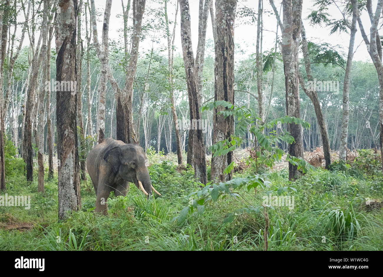 Un seul éléphant vivant dans la nature Banque D'Images