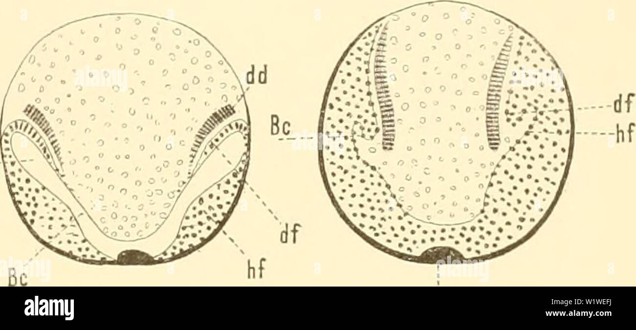 Image d'archive à partir de la page 784 de Denkschriften der Kaiserlichen Akademie der. Denkschriften der Kaiserlichen Akademie der Wissenschaften, Mathematisch-Naturwissenschaftliche Classe denkschriftender57kais Année : 1890 Mc-- Ce Ms bm Fig. 18-22. Schematische Querschnitte Insecten-Embiyonen behufs durch Veranschaulichung des Blasto- (C.-B.), gastro- (Gc) und Mesocoels (MC), sowie des Darmdrüsen- [dd) und des Darrafasei {df'blattes). C. Heider darstellt, unmittelbar ein Stadium, wo das untere Blatt wenigstens dans seinen lateralen Partien mehr oder weniger deutlich ist und zwischen den zweischiclitig zw Banque D'Images