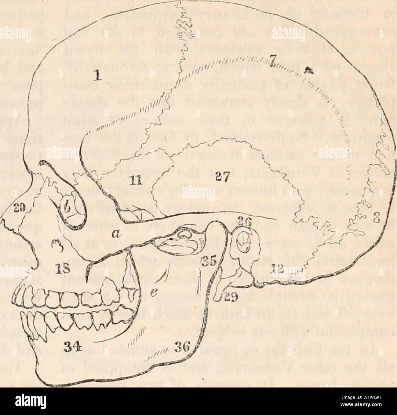 Image d'archive à partir de la page 922 de la cyclopaedia de l'anatomie et. La cyclopaedia de l'anatomie et physiologie cyclopdiaofana03todd Année : 1847 SYSTÈME OSSEUX. (COMP. ANAT.) 833 Le &styloïde 0wes(29)3 de simples rudiments dans le squelette humain, anchylosed avec le reste de l'os temporal, de laquelle ils sont appelés le processus styloïde ',' dans les vertébrés à respiration sont des éléments distincts d'interposition entre l'os hyoides et la base du crâne, servant à unir l'un à l'autre. L'os symplectique (31) semblent être spécifiques aux poissons ; elles accompagnent l'apophyse transverse, et d'aider à la connexion t Banque D'Images