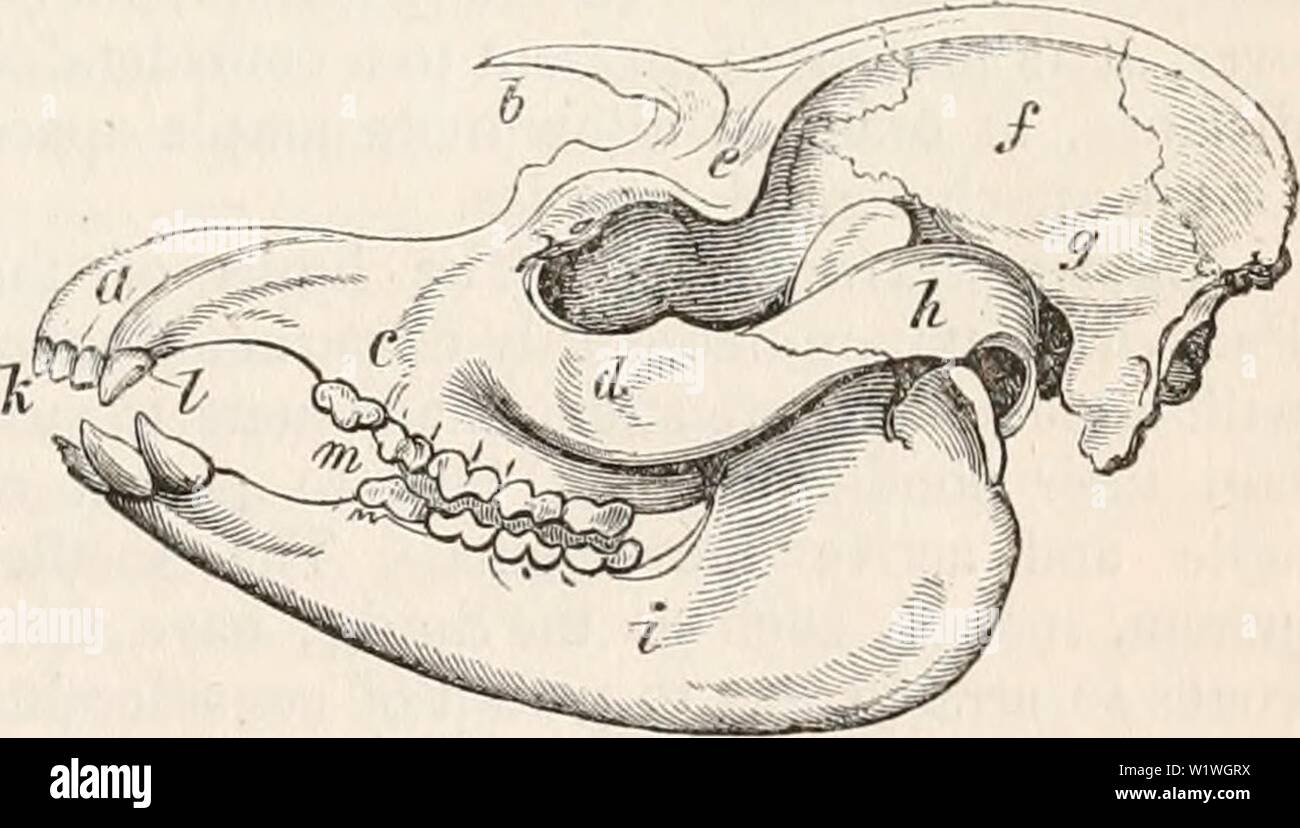Image d'archive à partir de la page 950 de la cyclopaedia d'anatomie et de Banque D'Images