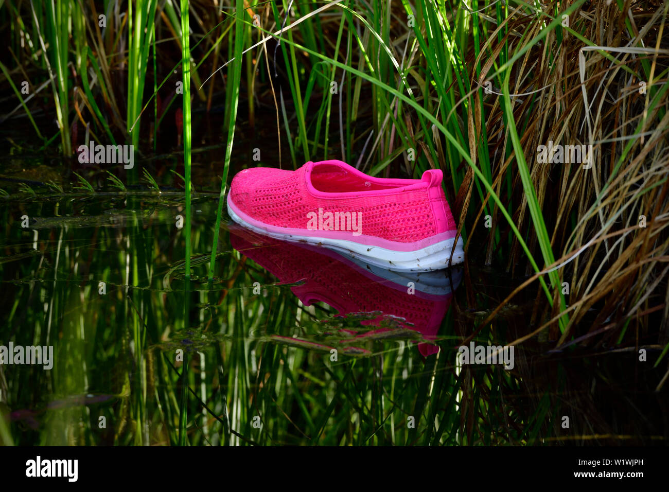 Une chaussure en plastique de couleur rose qui flotte sur l'eau d'une zone  de marais près de Hinton, Alberta, Canada Photo Stock - Alamy