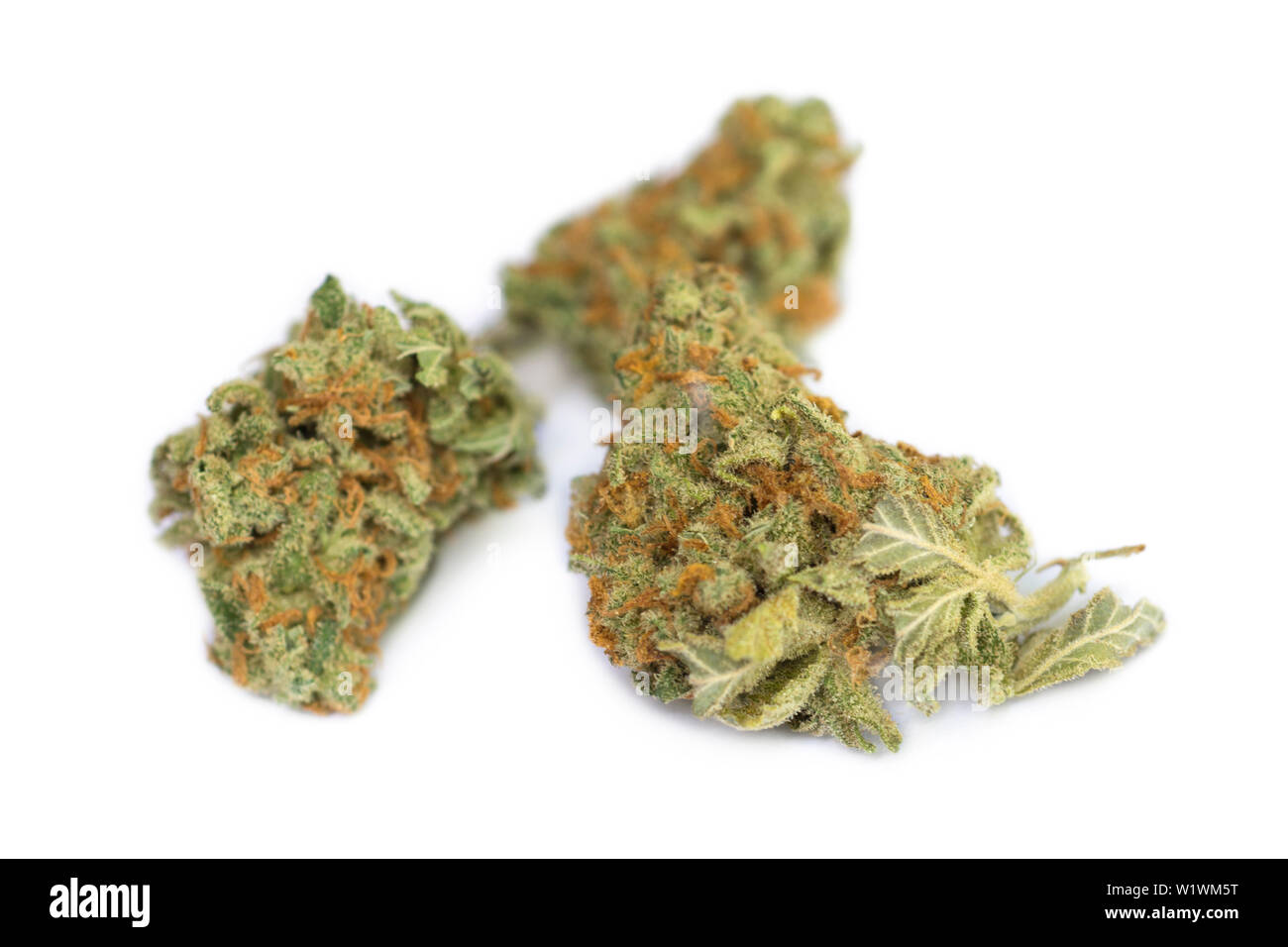 Le Cannabis sativa, le cannabis séché Cannalope Haze Fleur, Strain Banque D'Images