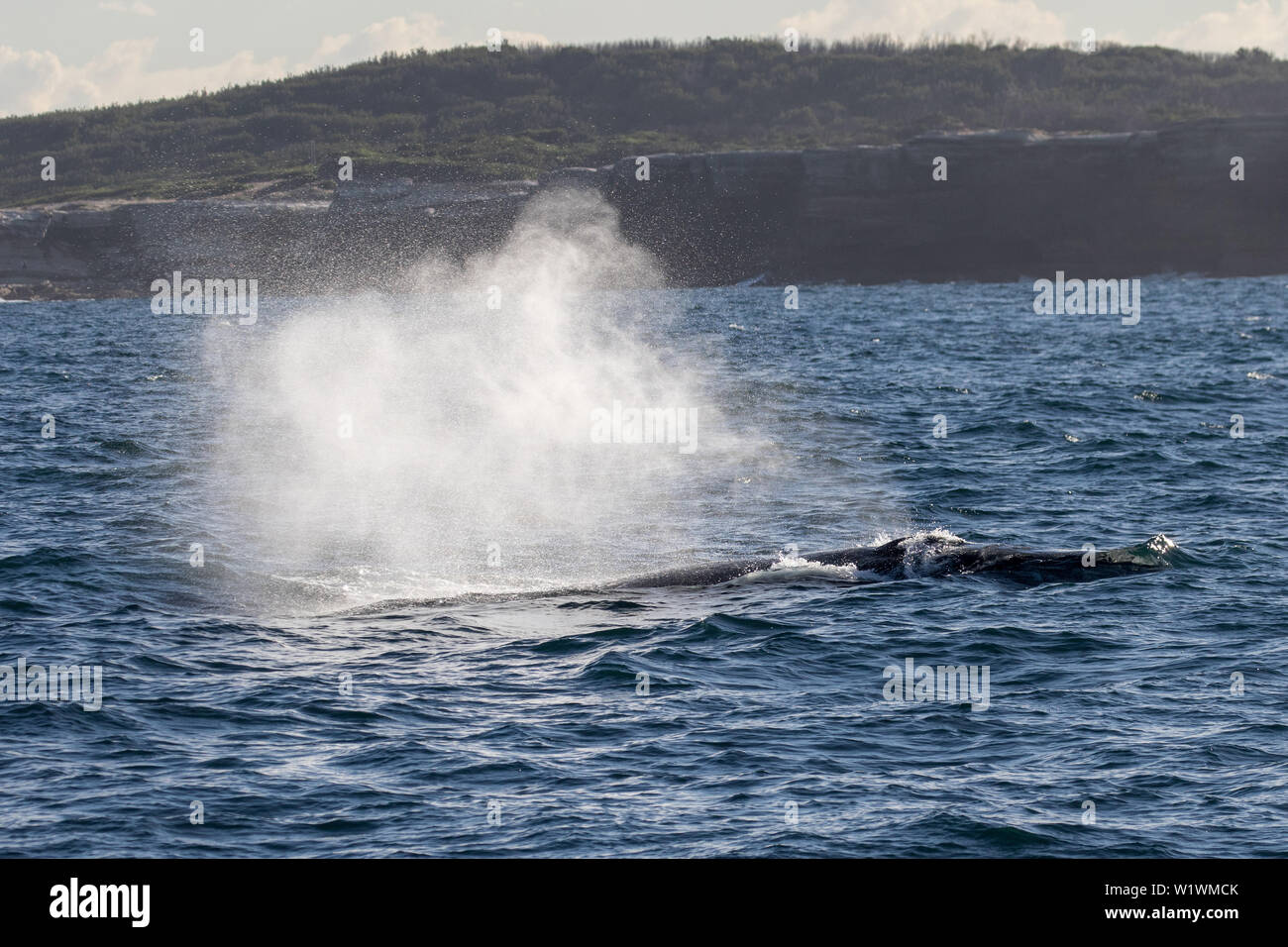 Baleine à bosse Megaptera novaeangliae Banque D'Images
