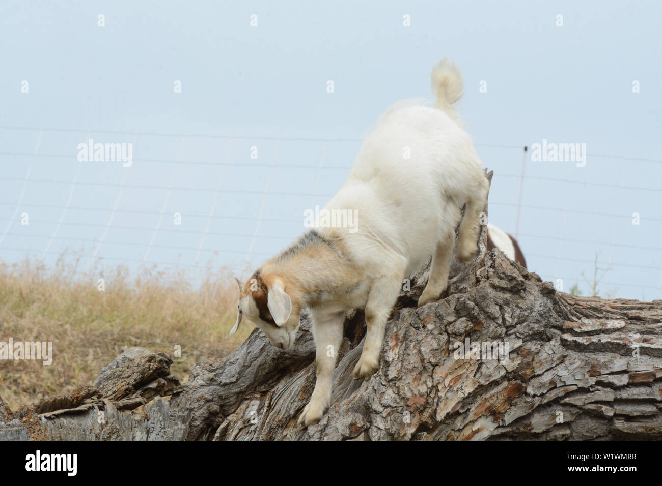 Les jeunes avec des cornes de chèvre bas escalade arbre tombé dans pâturage clôturé avec une clôture électrique Banque D'Images
