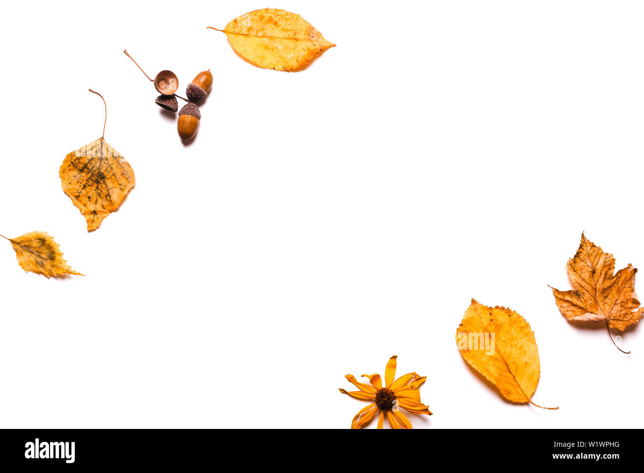 Création de fond de jaune des feuilles sèches, acorn, noyer, fleurs. concept de l'automne. Haut de la vue, télévision Banque D'Images