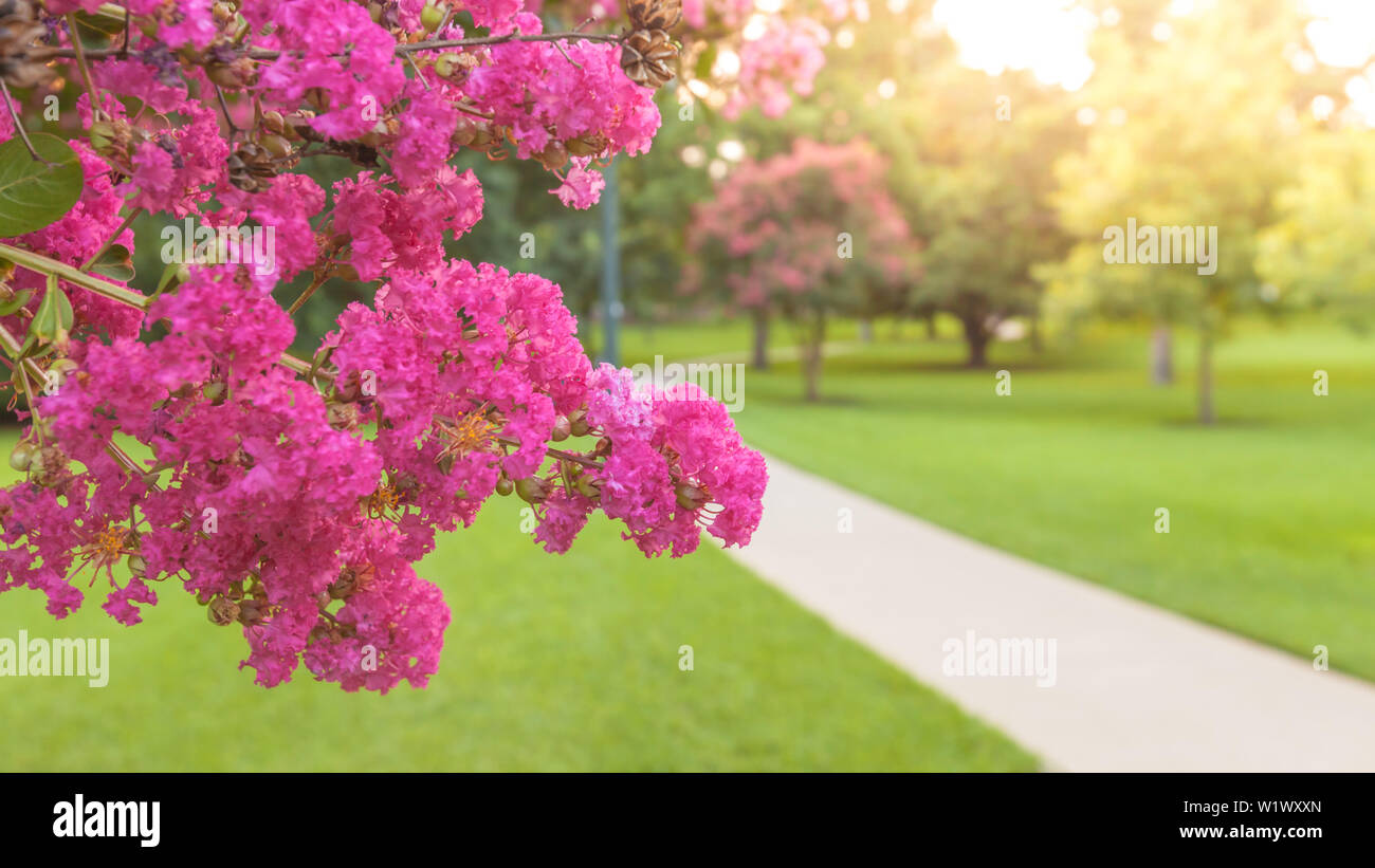 Paysage panoramique du beau parc de la ville avec des fleurs roses fleurs Banque D'Images