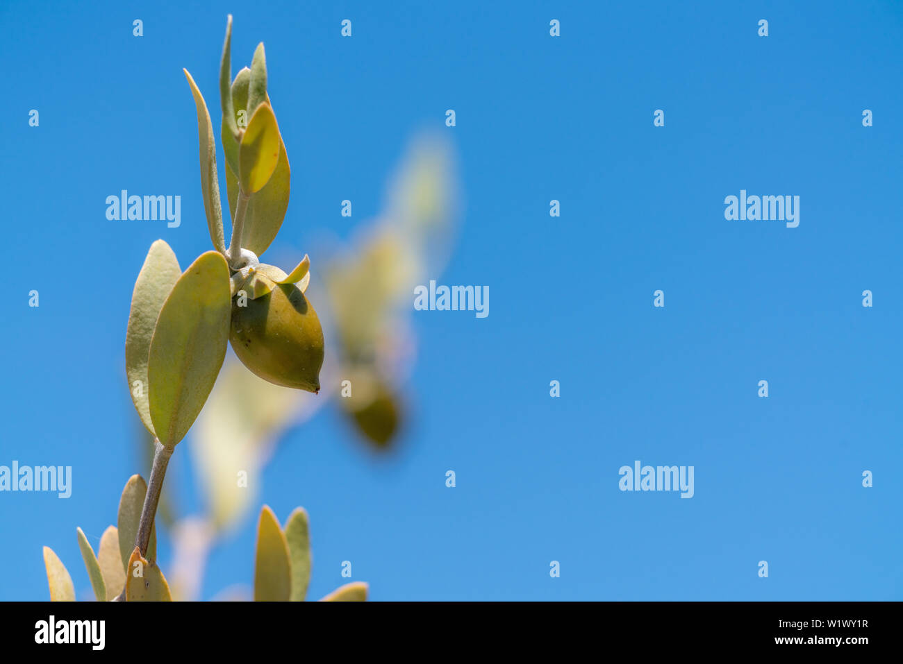 Bean Jojoba plante avec ciel bleu clair Banque D'Images