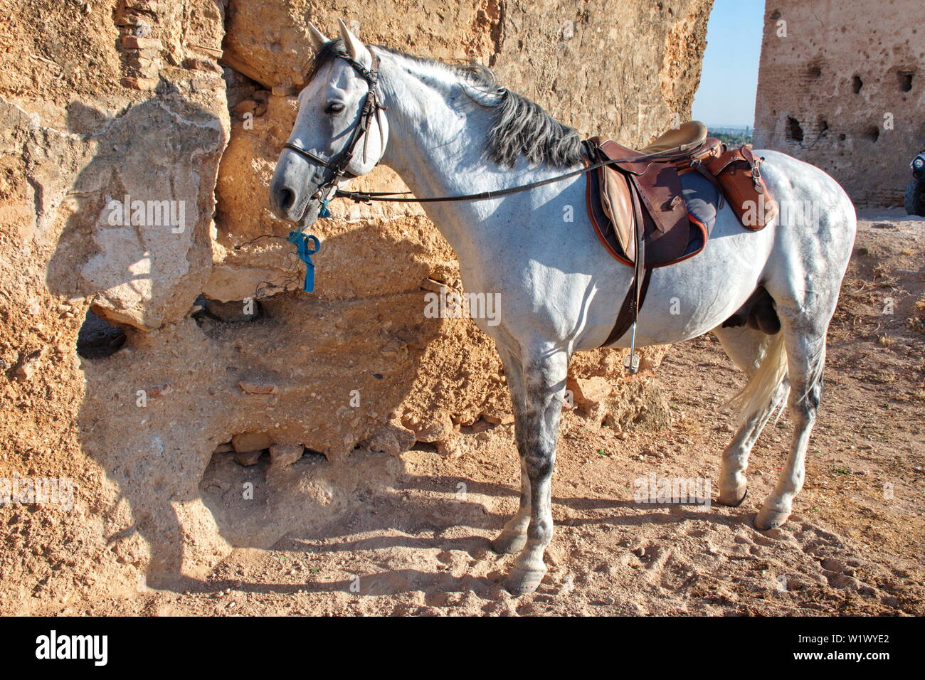 Portrait d'étalon arabe dans le désert prêt pour équitation Banque D'Images