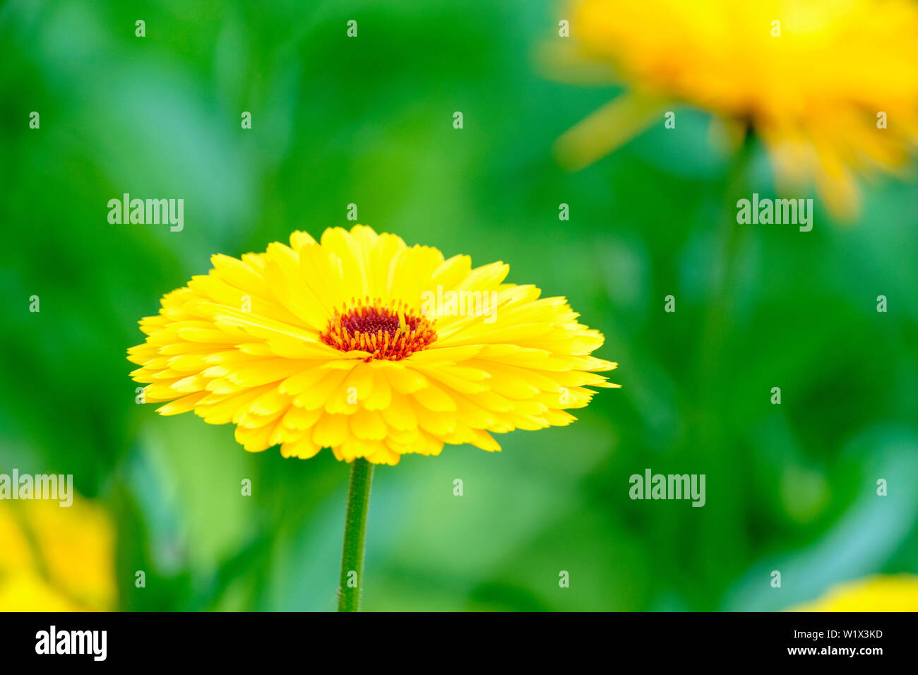 Close-up simple fleur de calendula Officialis Kabloona Intense 'Yellow'. Marigold Kabloona 'commun' jaune intense Banque D'Images