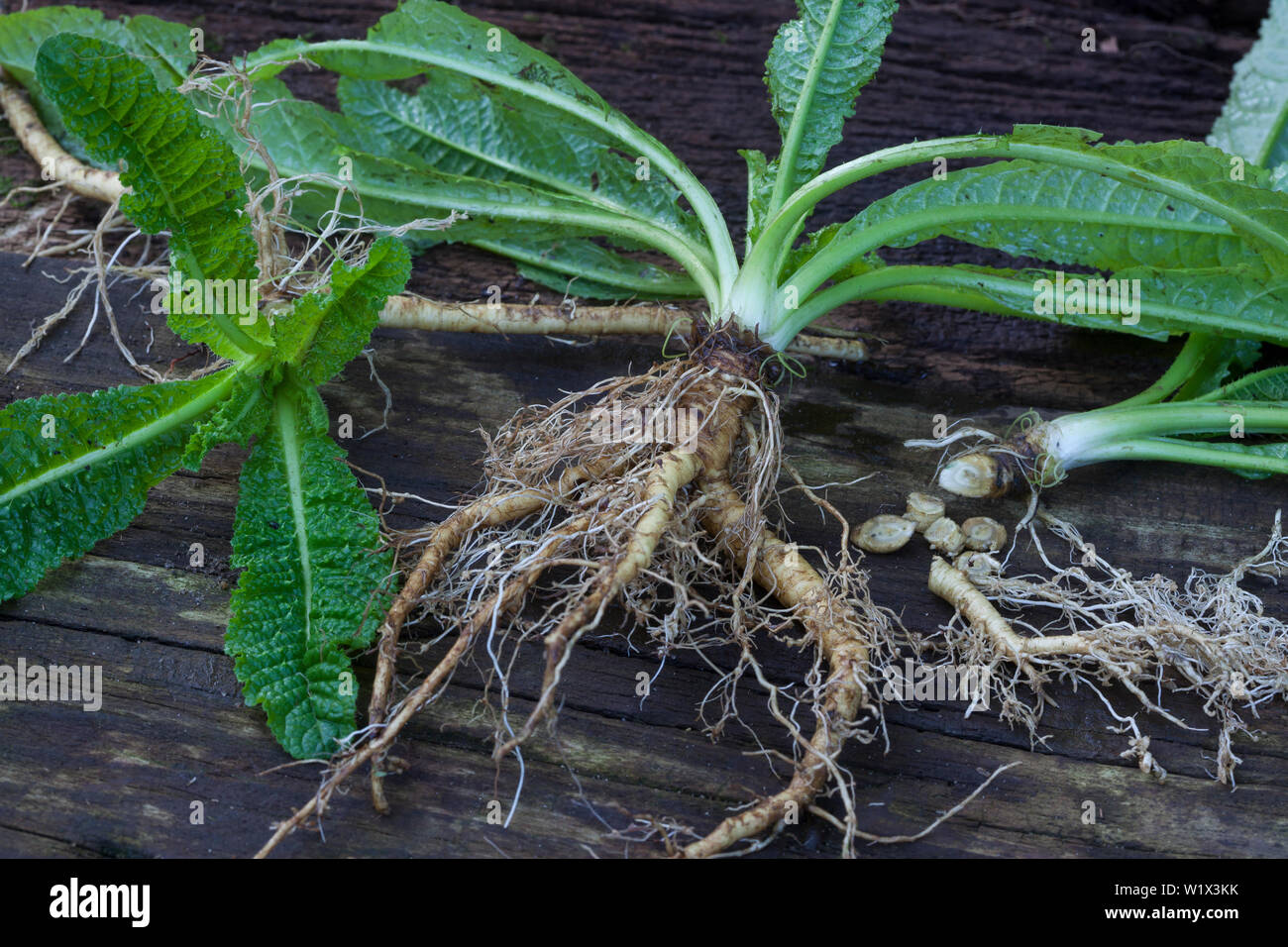 Wilde, Karde Wurzel, Wurzelstock Kardenwurzel Wurzeln,,, Karden-Wurzel Kardenwurzeln,, Dipsacus fullonum, Dipsacus sylvestris, Fuller's cardère sauvage, t Banque D'Images