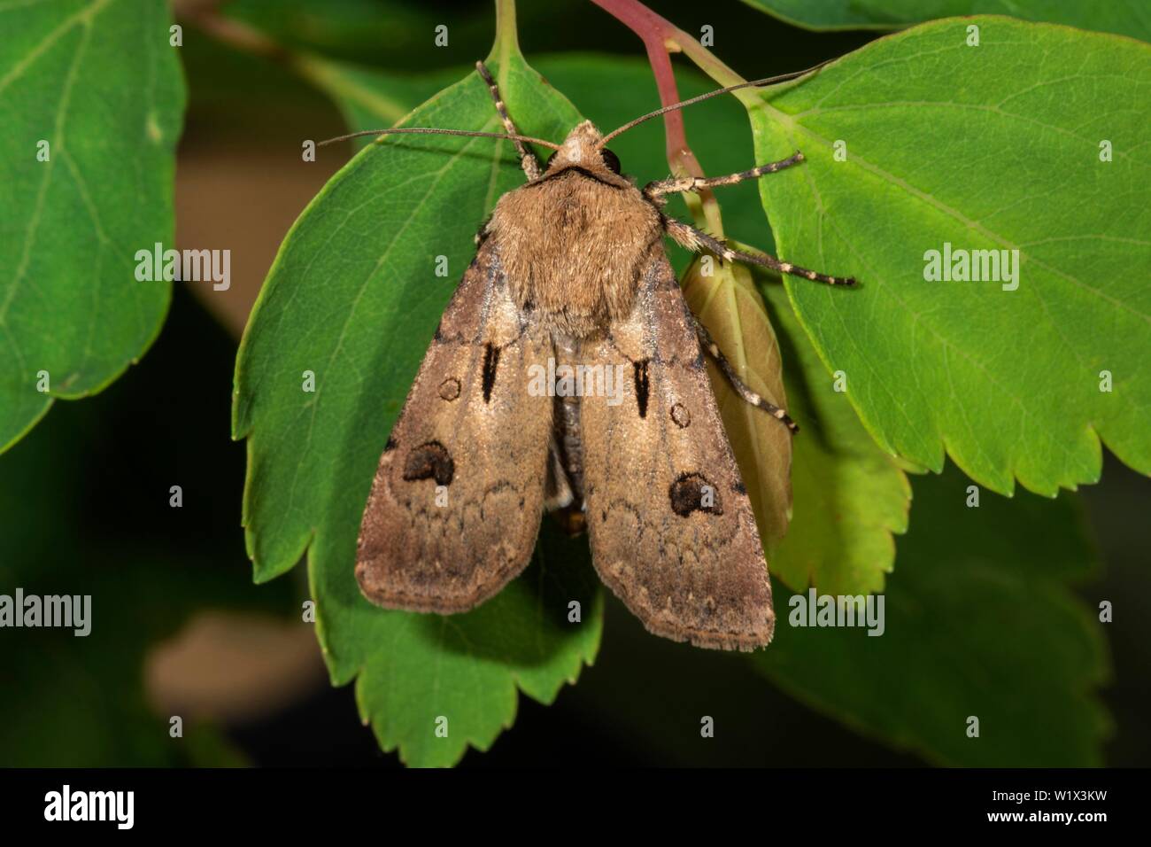 Coeur et dart (Agrotis exclamationis) sur une feuille, Baden-Wurttemberg, Allemagne Banque D'Images