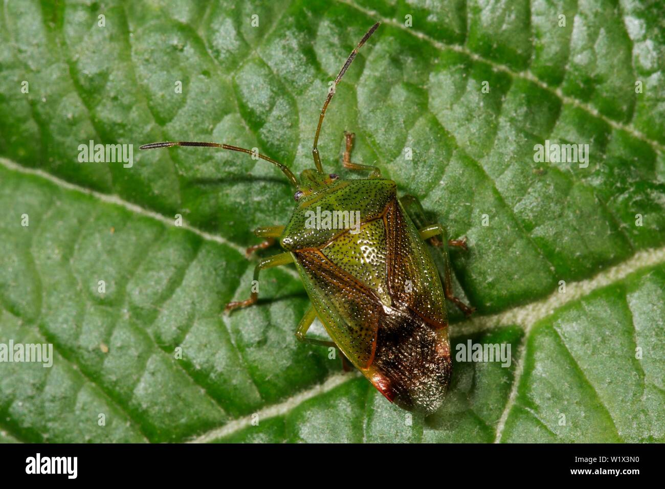 Bouclier d'aubépine (Acanthosoma haemorrhoidale bug) sur une feuille, Baden-Wurttemberg, Allemagne Banque D'Images