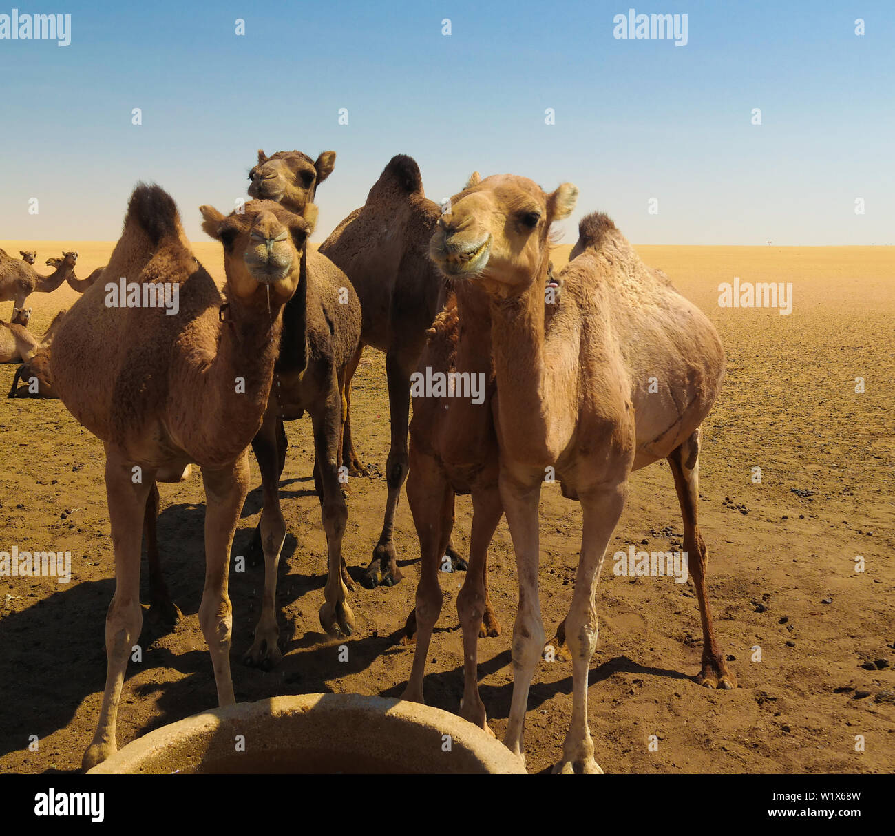 Portrait de boire les chameaux au désert et dans Ouled-Rachid à Batha, Chad Banque D'Images