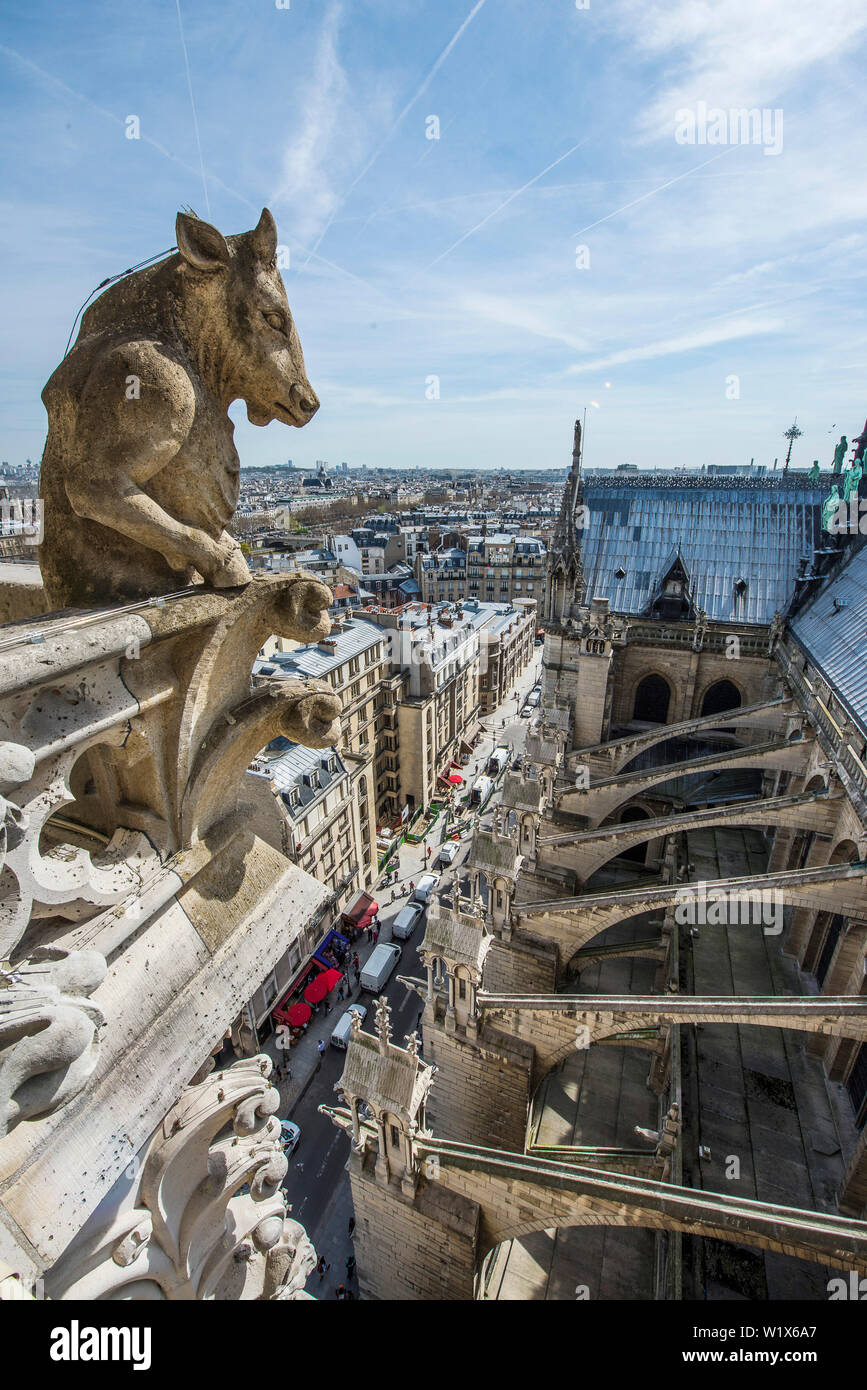 Paris (France) : chimère de la cathédrale de Notre-Dame de Paris Banque D'Images