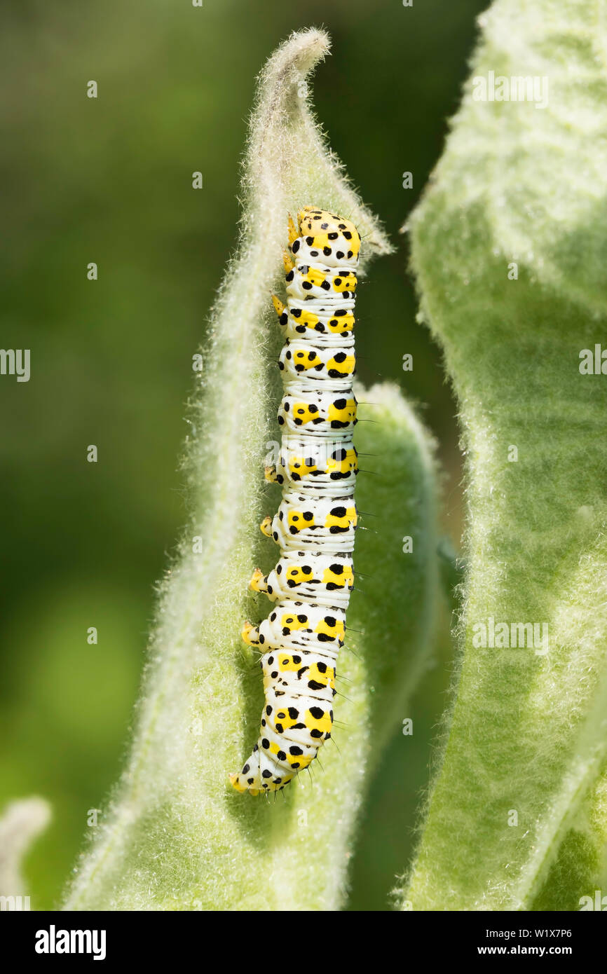 Mullein moth caterpillar sur Verbascum Banque D'Images