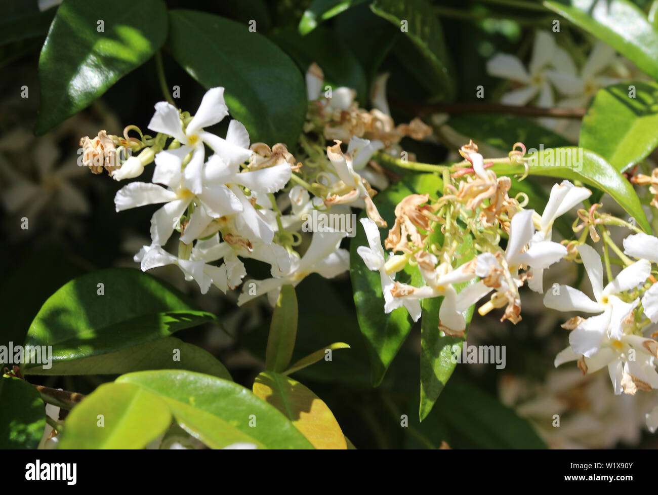 Close up of Trachelospermum jasminoides, noms communs : jasmine confédérée, le sud du jasmin, jasmine star, jessamine confédérés, et en chinois Banque D'Images