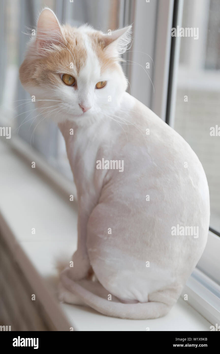 Chat Rase Banque D Image Et Photos Alamy Chat Rase Banque D Image Et Photos Alamy