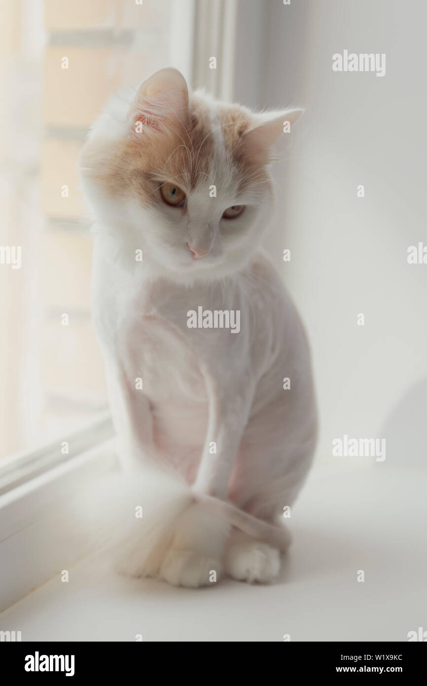 Beige Blanc Rase Chat Sur Le Rebord De La Fenetre Triste En Regardant En Face De Vous Photo Stock Alamy