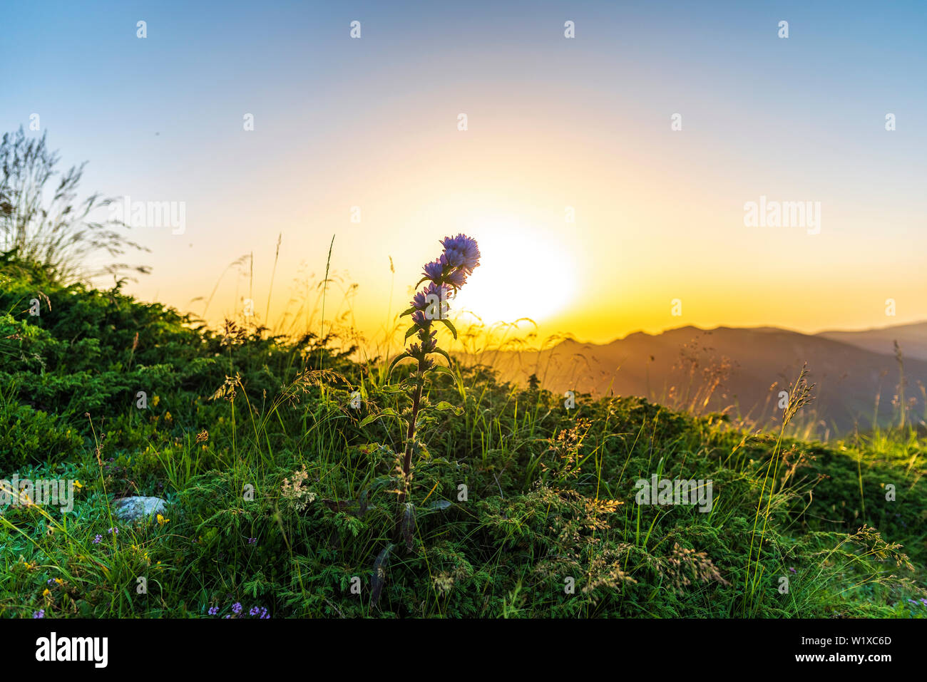 Paysage lever du soleil haut dans la montagne, avec en face de fleurs Banque D'Images