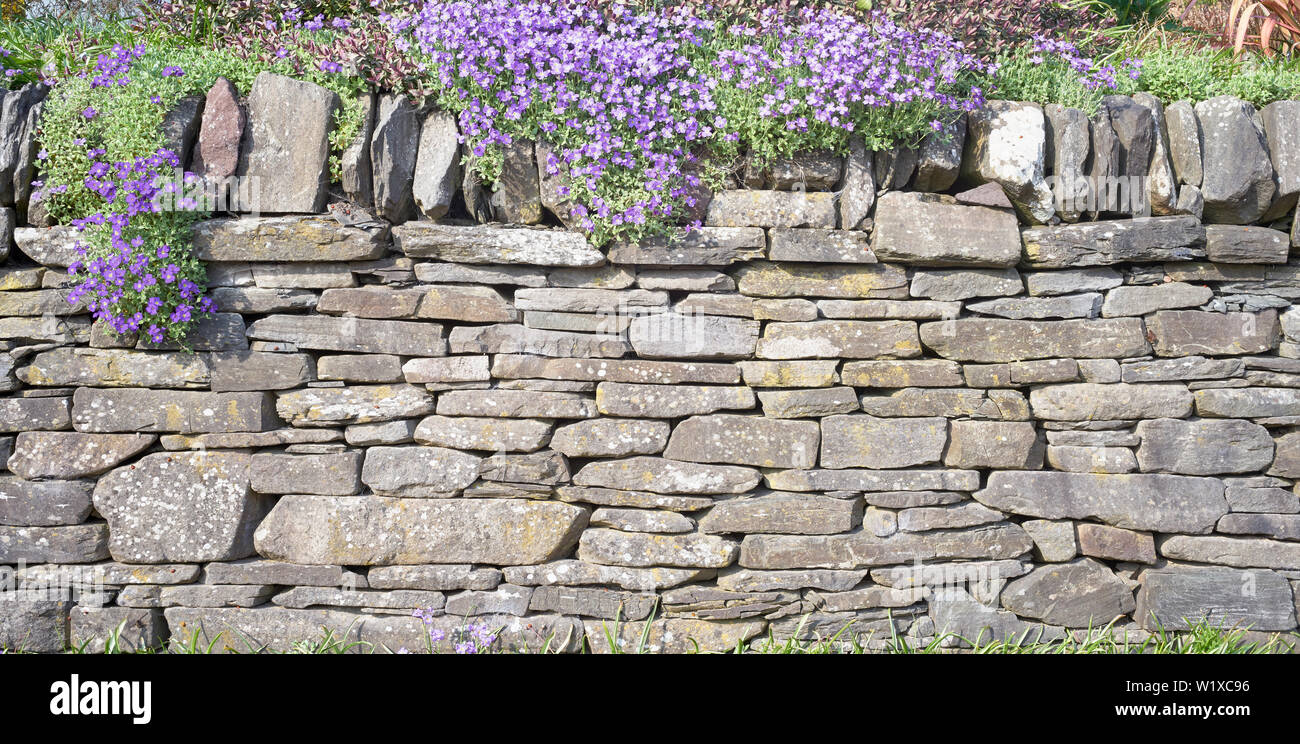 Mur de soutènement en pierres sèches et de fleurs Aubretia, Alva, Clackmannanshire, en Écosse. Banque D'Images