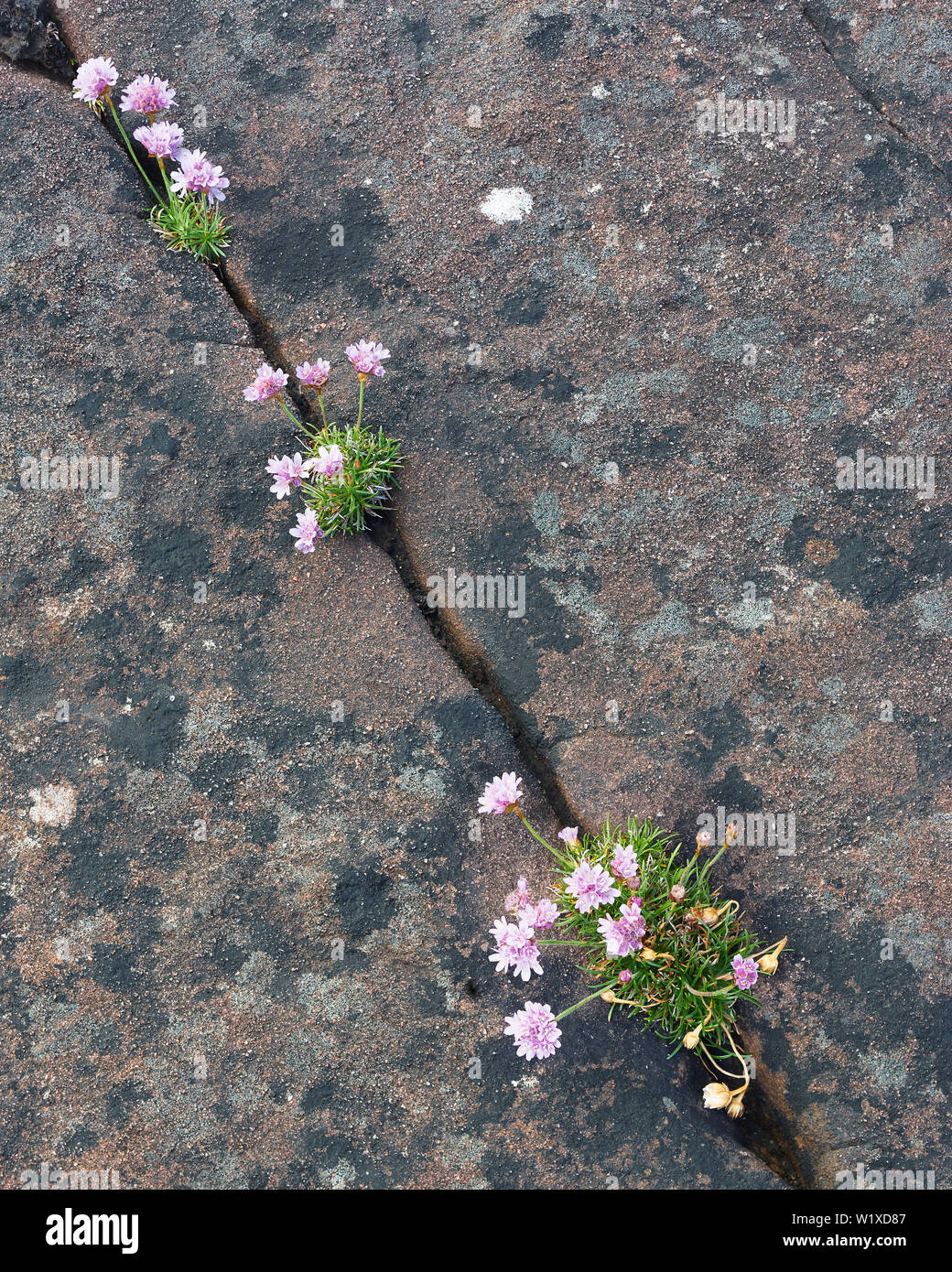 L'épargne, l'Armeria maritima, poussant dans les fissures de la roche. Site côtier, Wester Ross, Highland, Scotland Banque D'Images