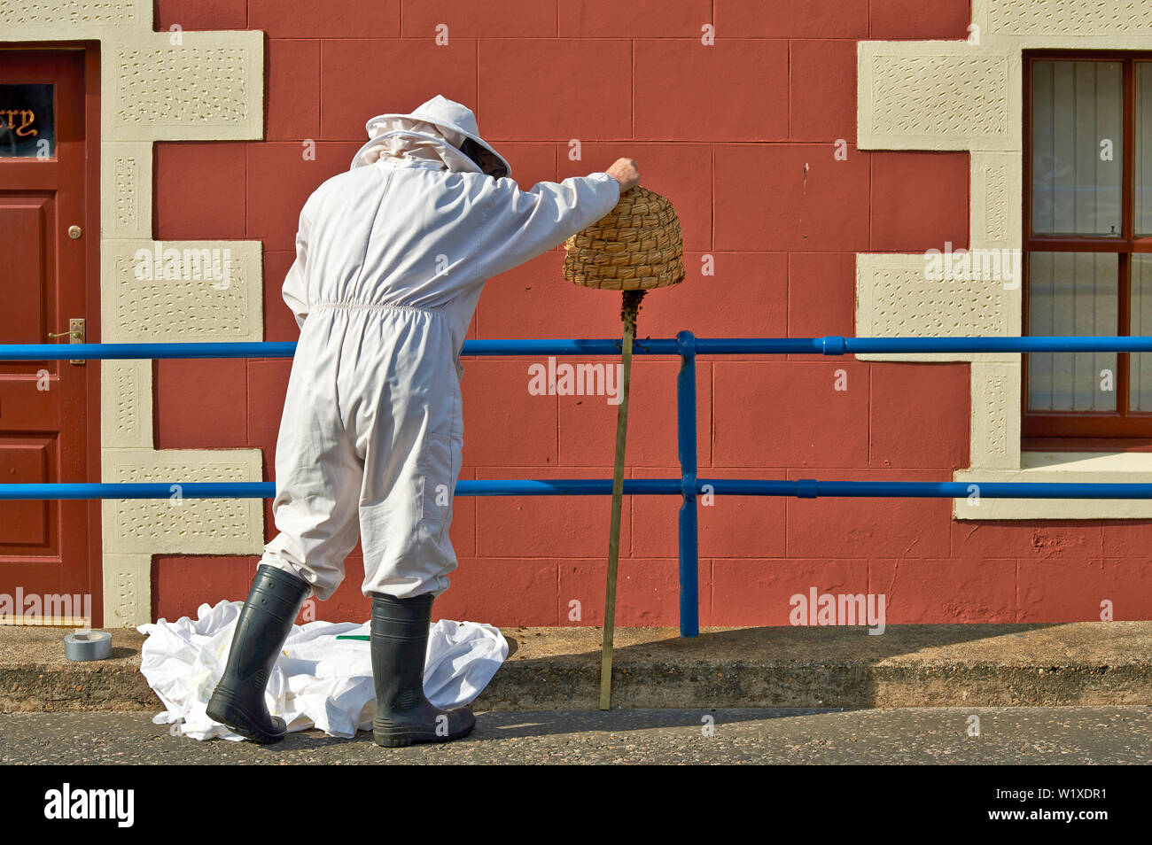 La levée de l'apiculteur essaim d'ABEILLES STRAW SKEP PLACÉ SUR LES ABEILLES À LA Banque D'Images
